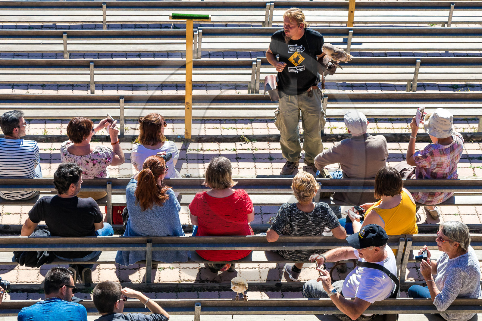 Parc animalier de Serre-Ponçon, Chouette effraie (Tyto alba)
