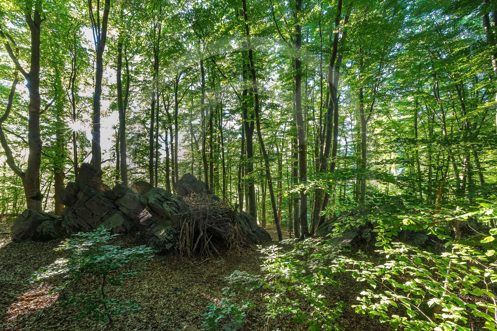 Alpes de Haute-Provence, hêtraie de Pontis