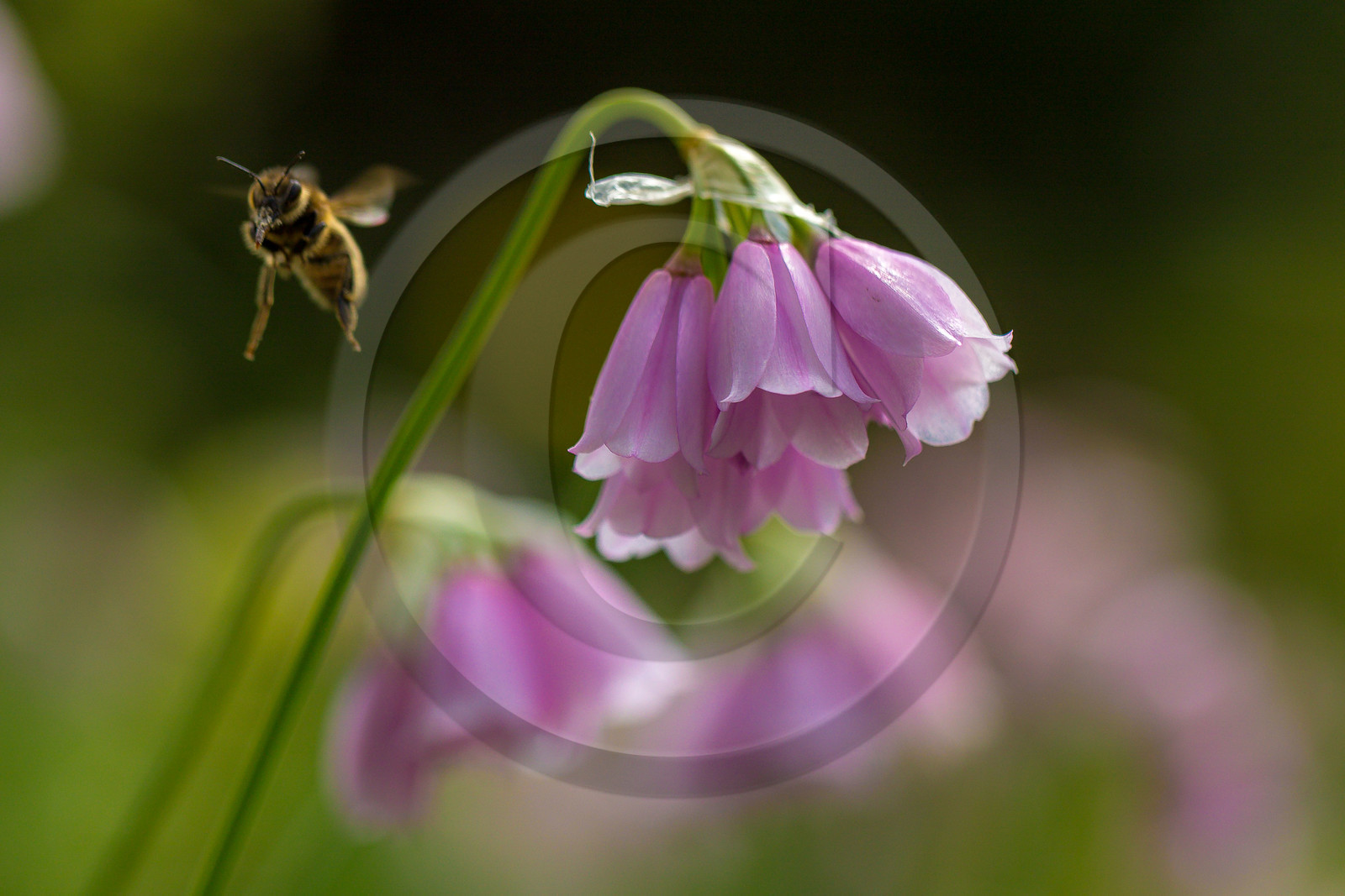 Ail à fleur de narcisse,, abeille Ail à fleur de narcisse,, abeille