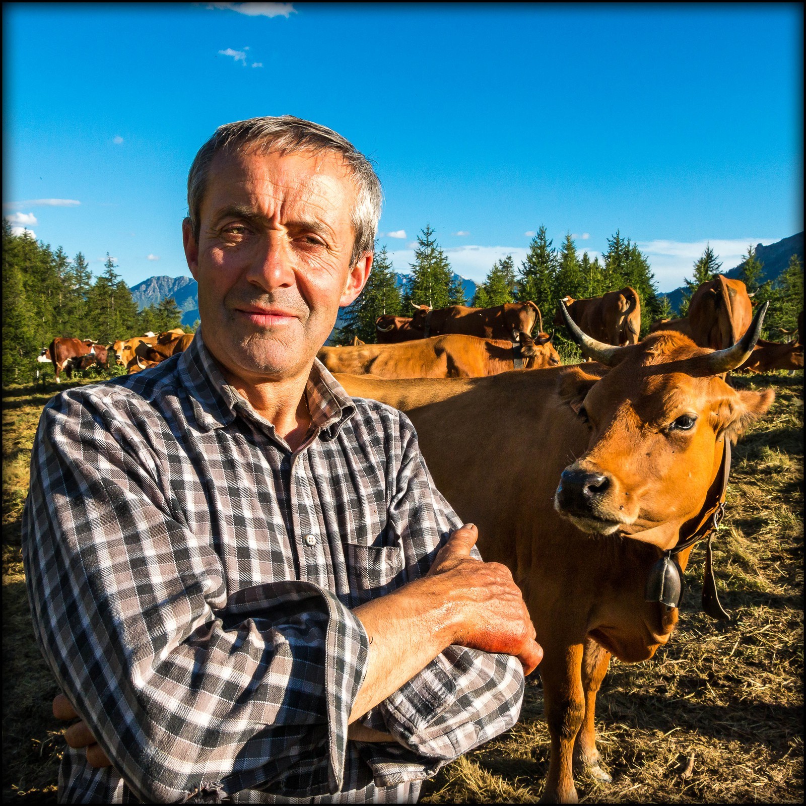Arvieux, Christian Blanc éleveur de tarines