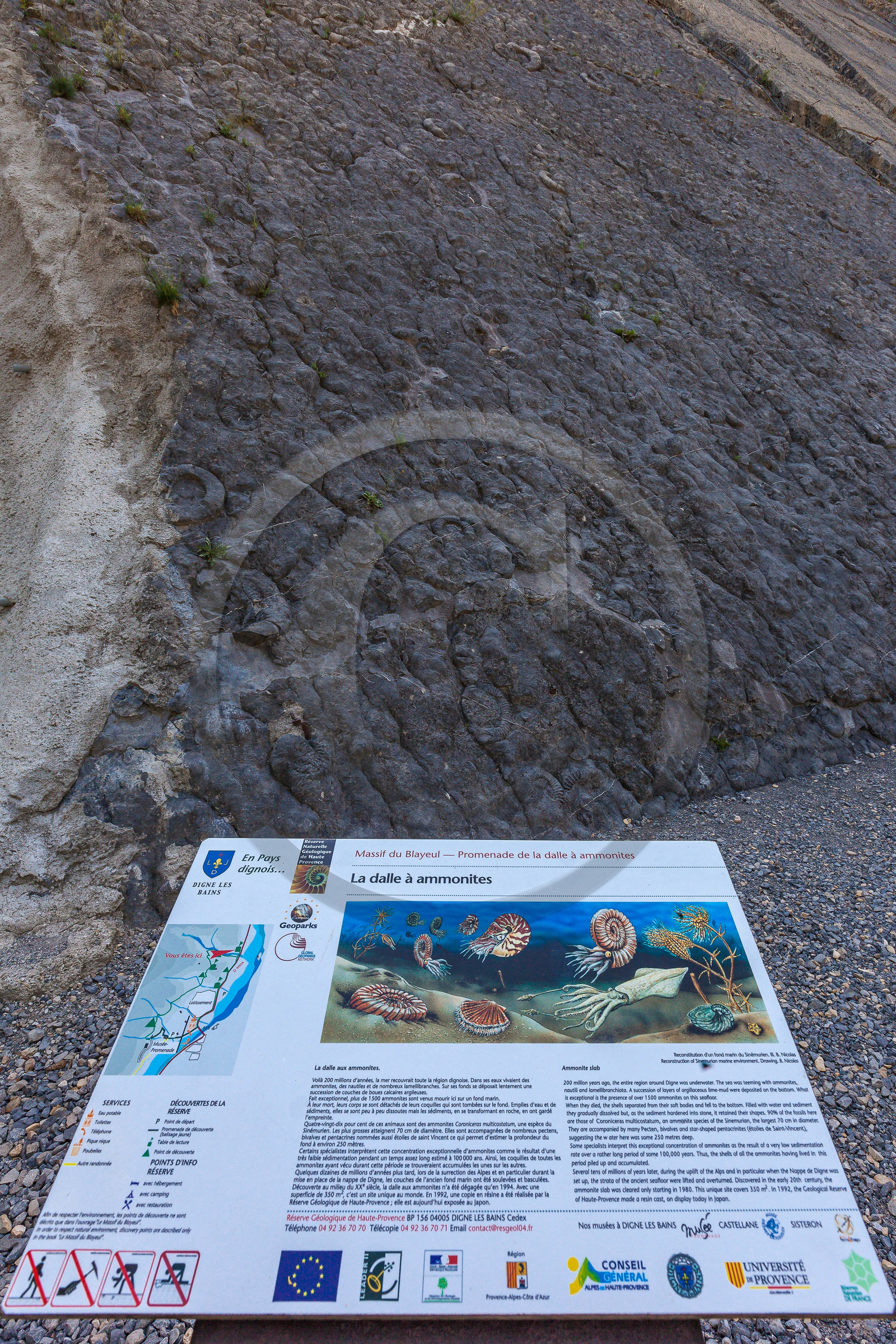 Dalle à ammonites
