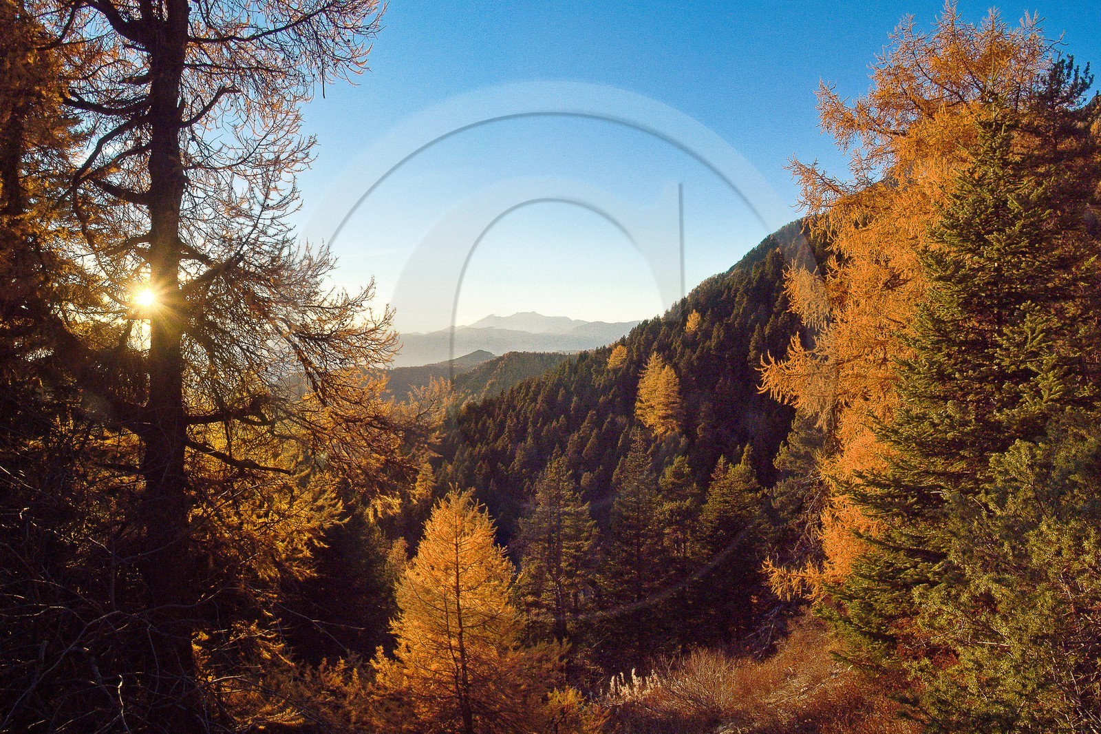 Forêt du Sapet