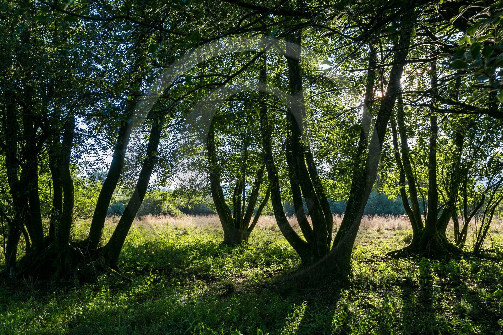 ENS de l'Isère, Tourbières de l'Herretang