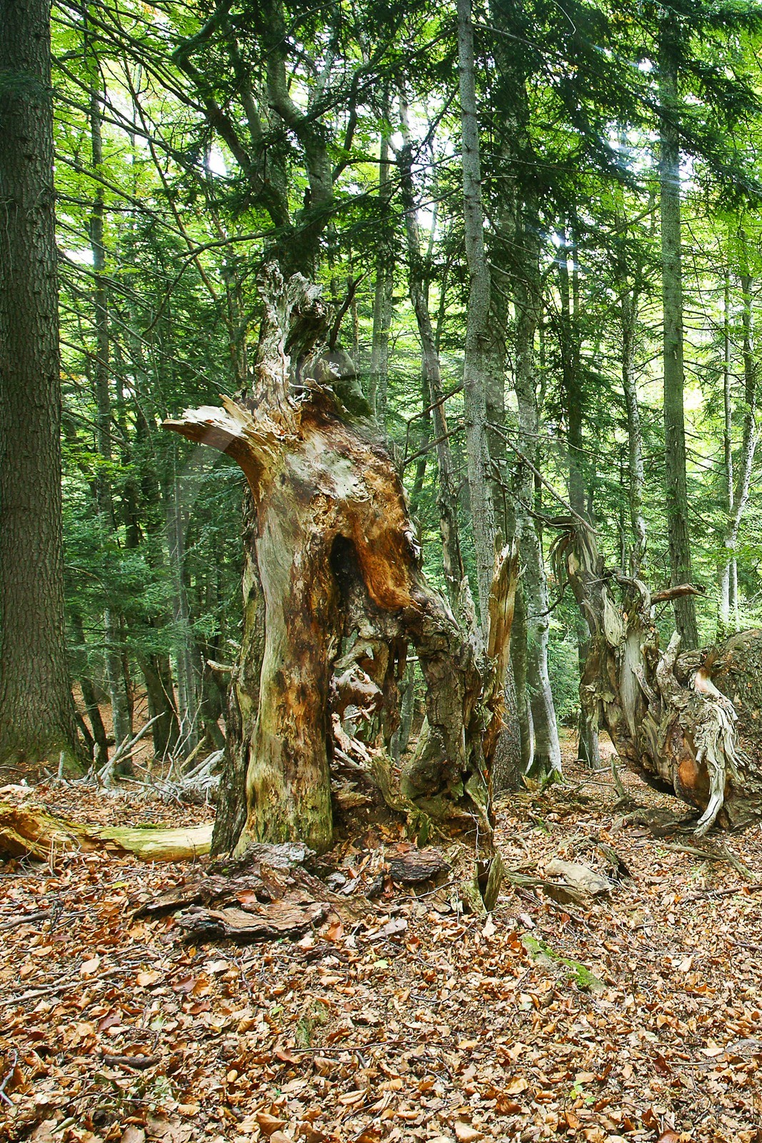 Bois du Chapitre