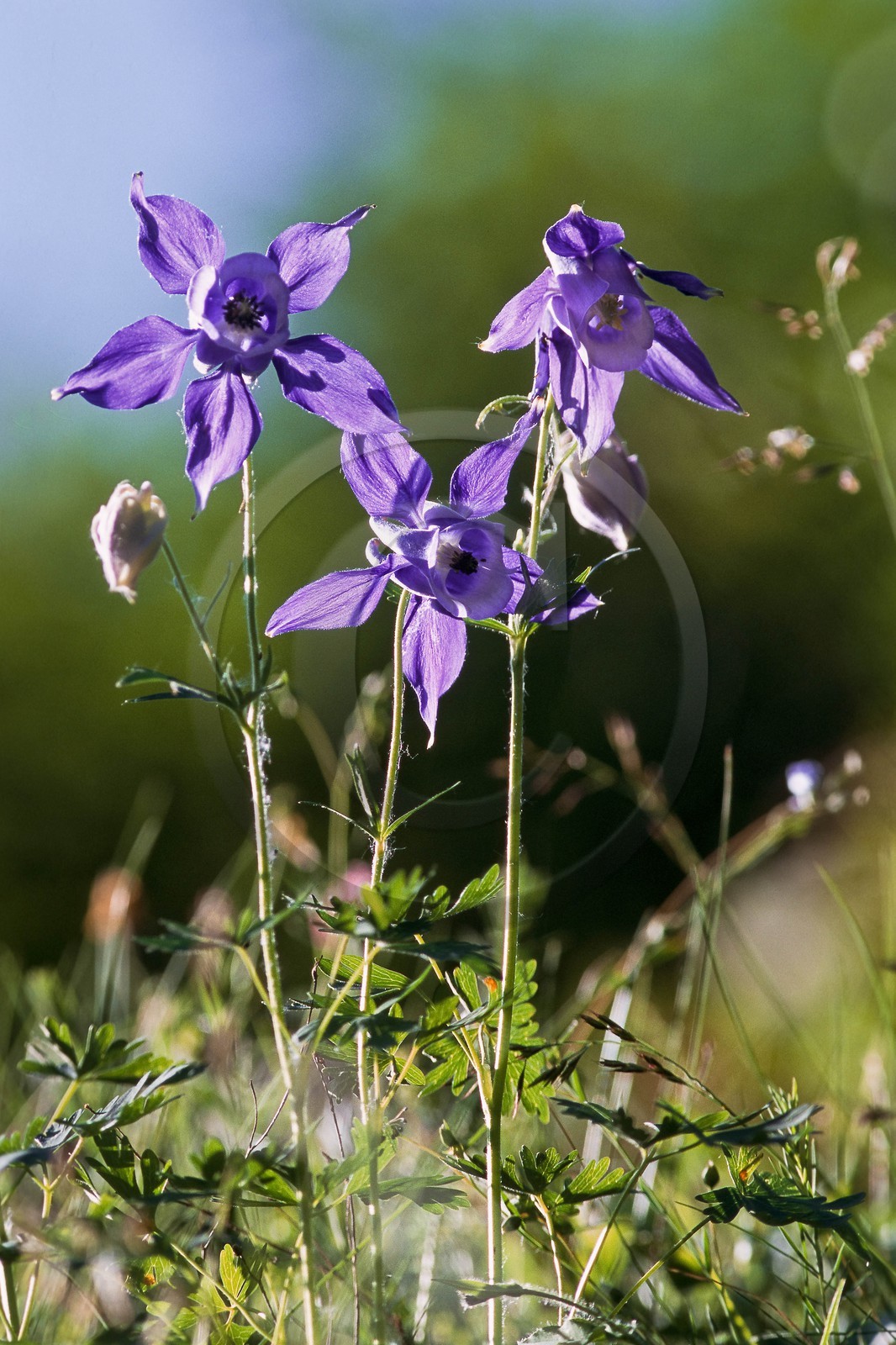 Ancolie des Alpes, Aquilegia alpina