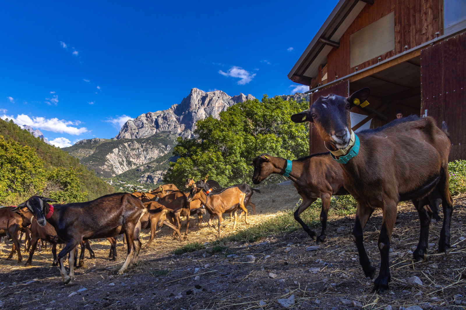 Gaec La Ferme des Ecrins