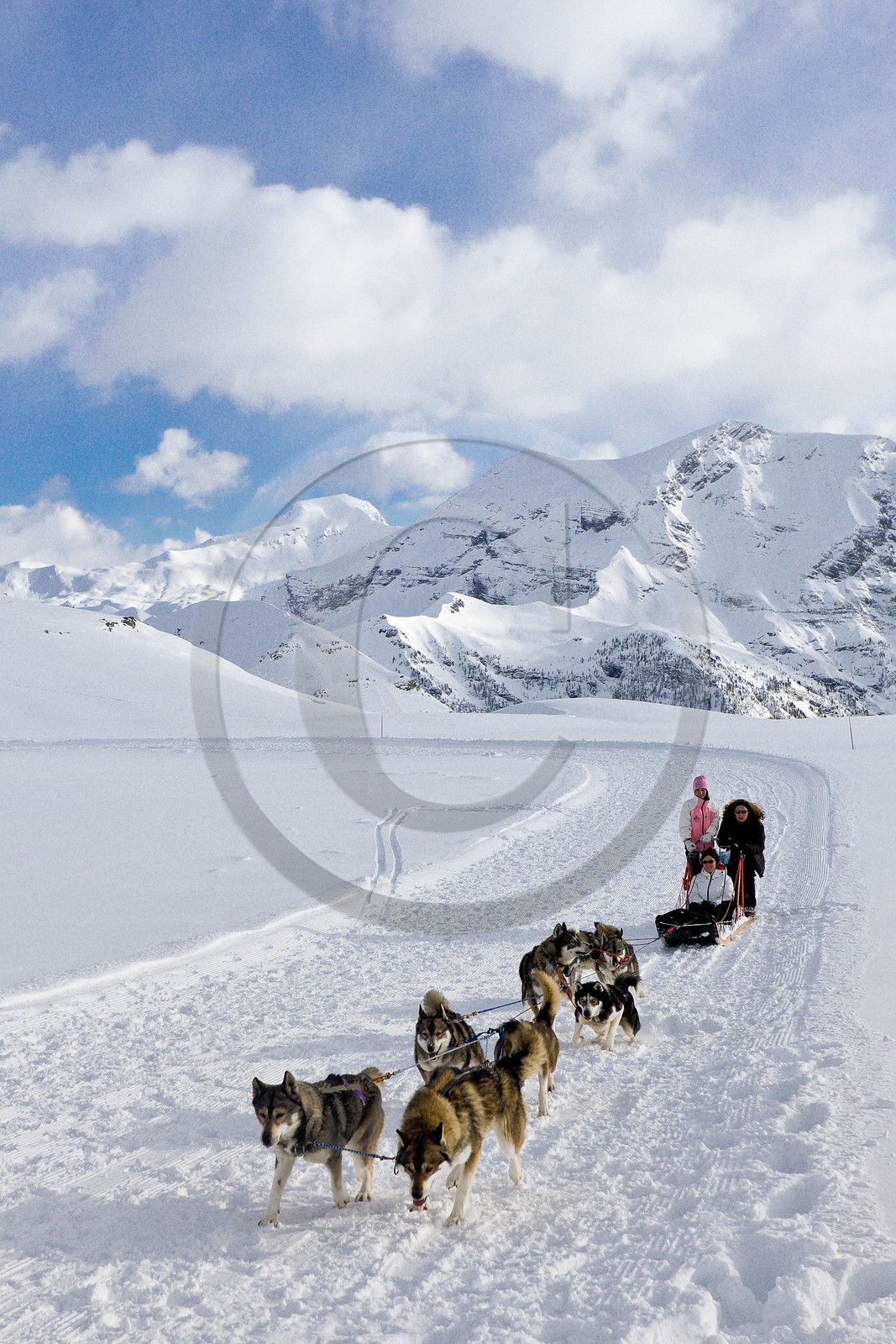 Chiens d'attelage