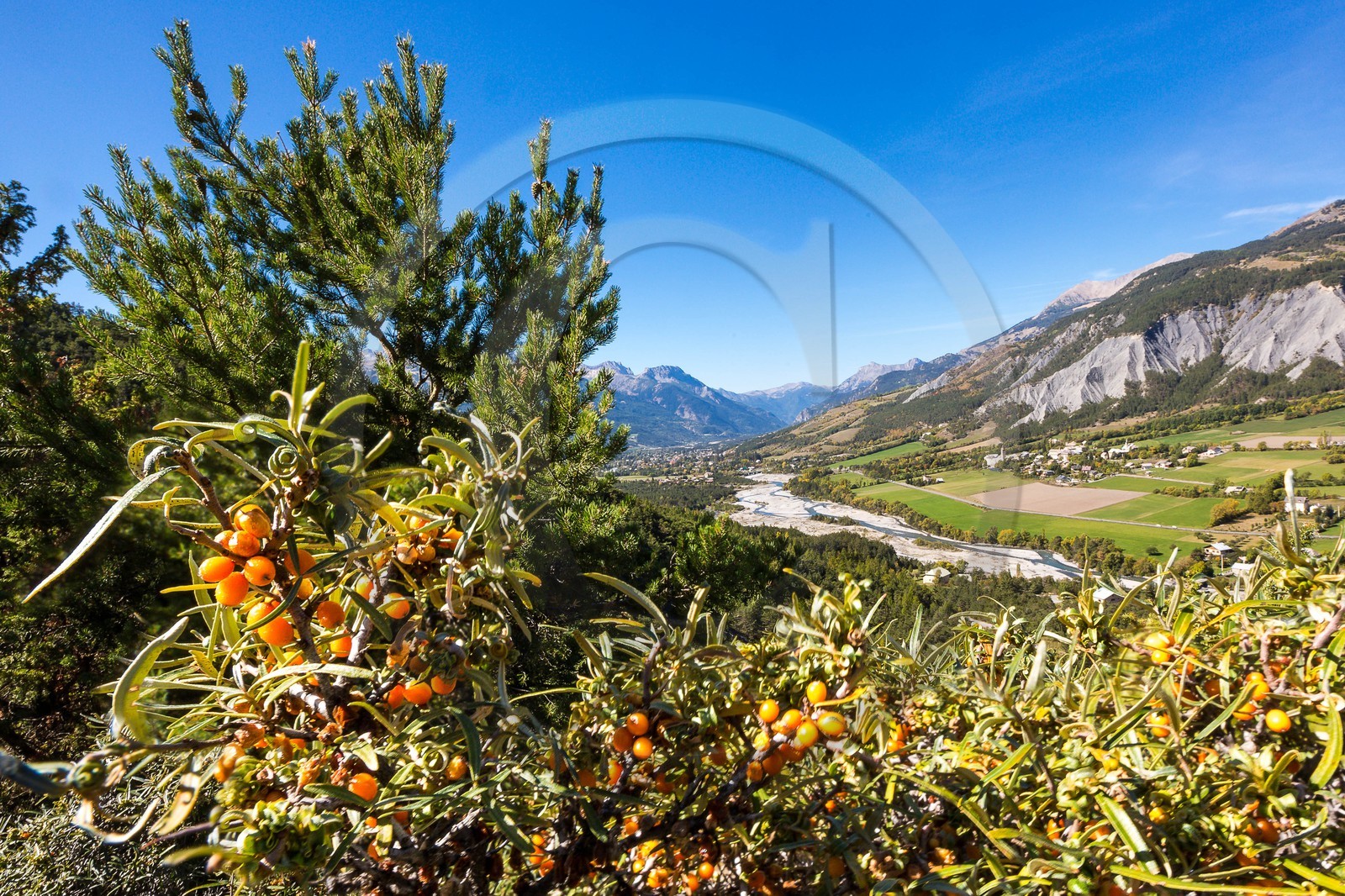 David Viveau agriculteur, producteur de baies d'argousier