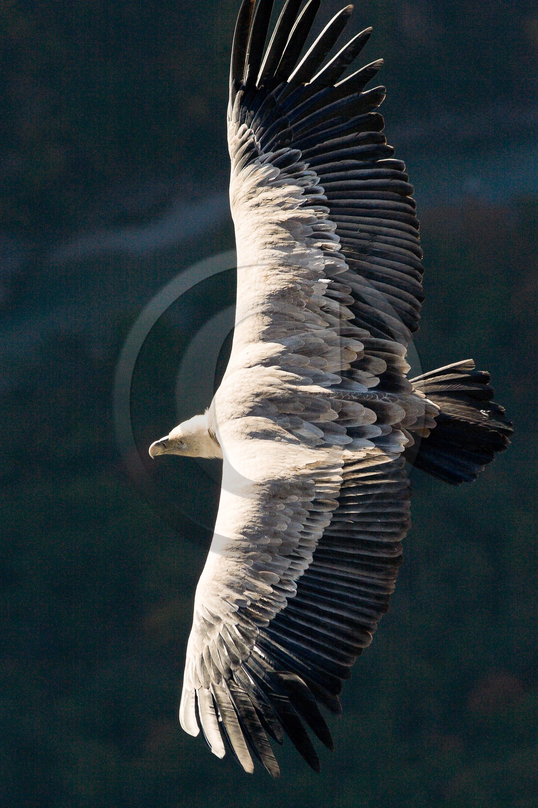 Vautour fauve, Gyps fulvus