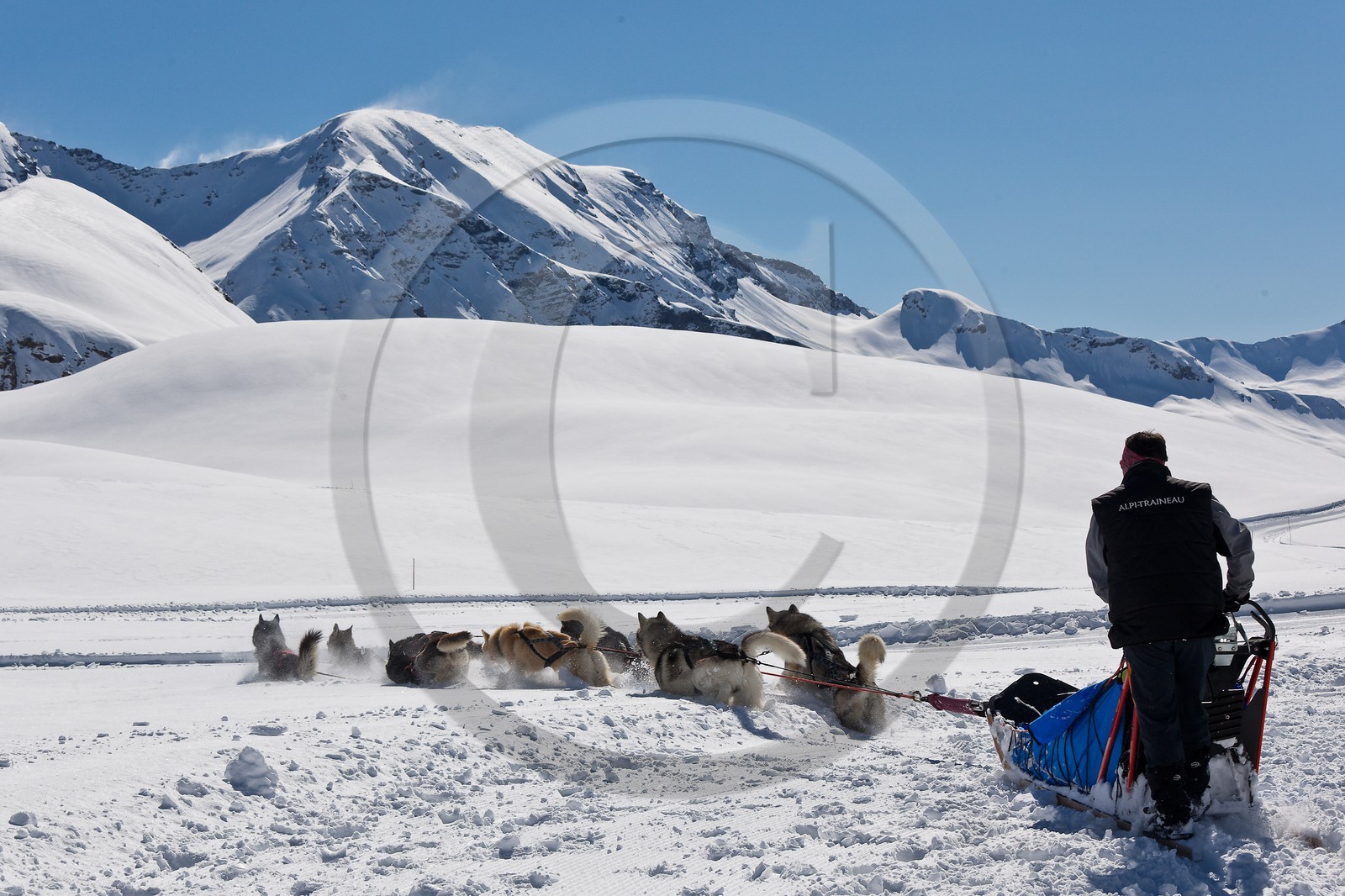 Chiens d'attelage