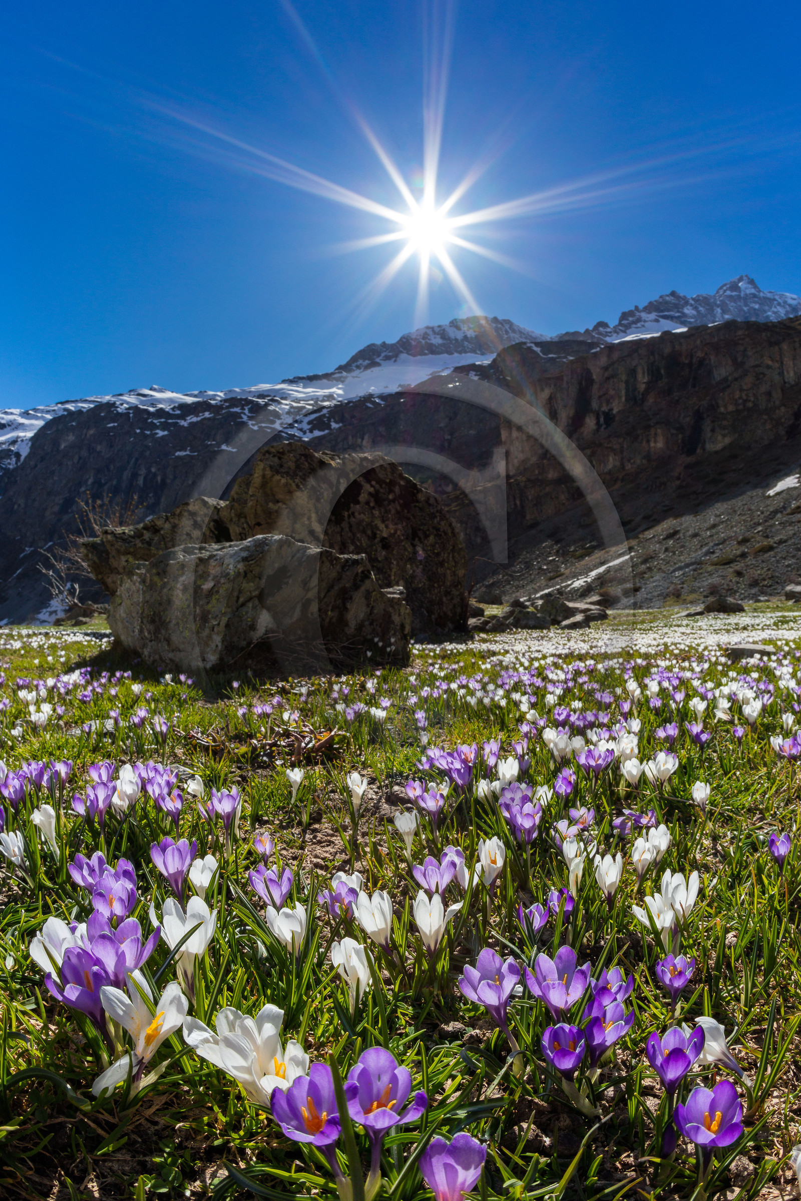 Crocus