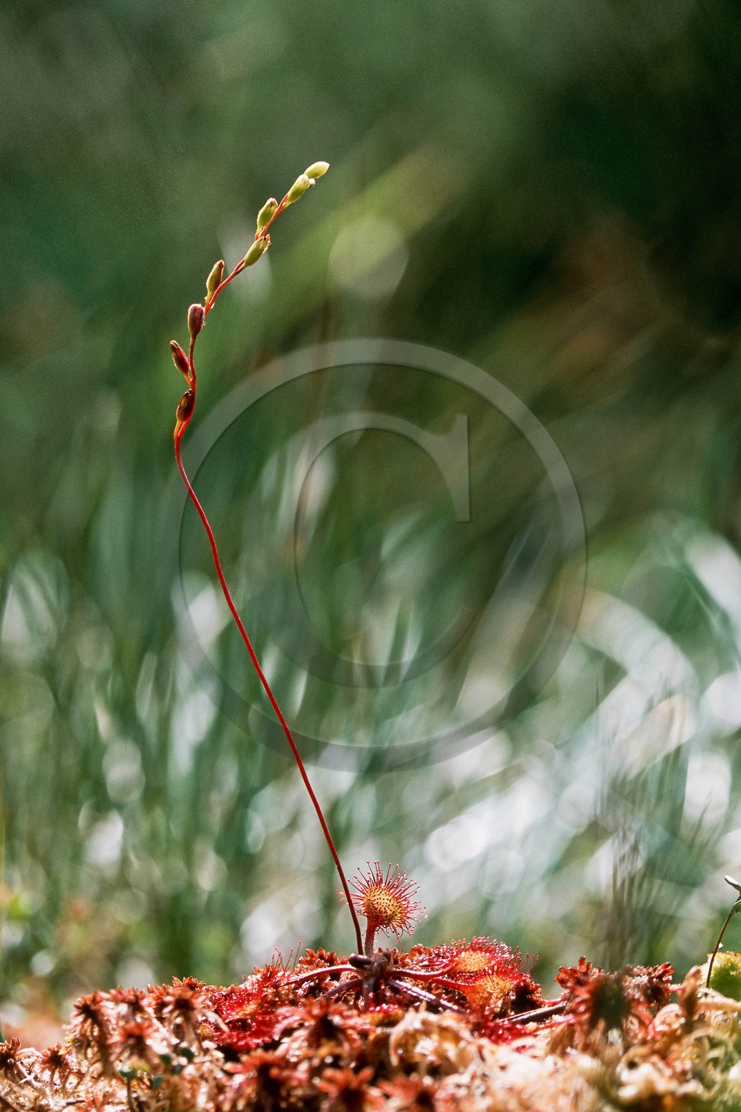 Droséra à feuilles rondes, Drosera rotundifolia