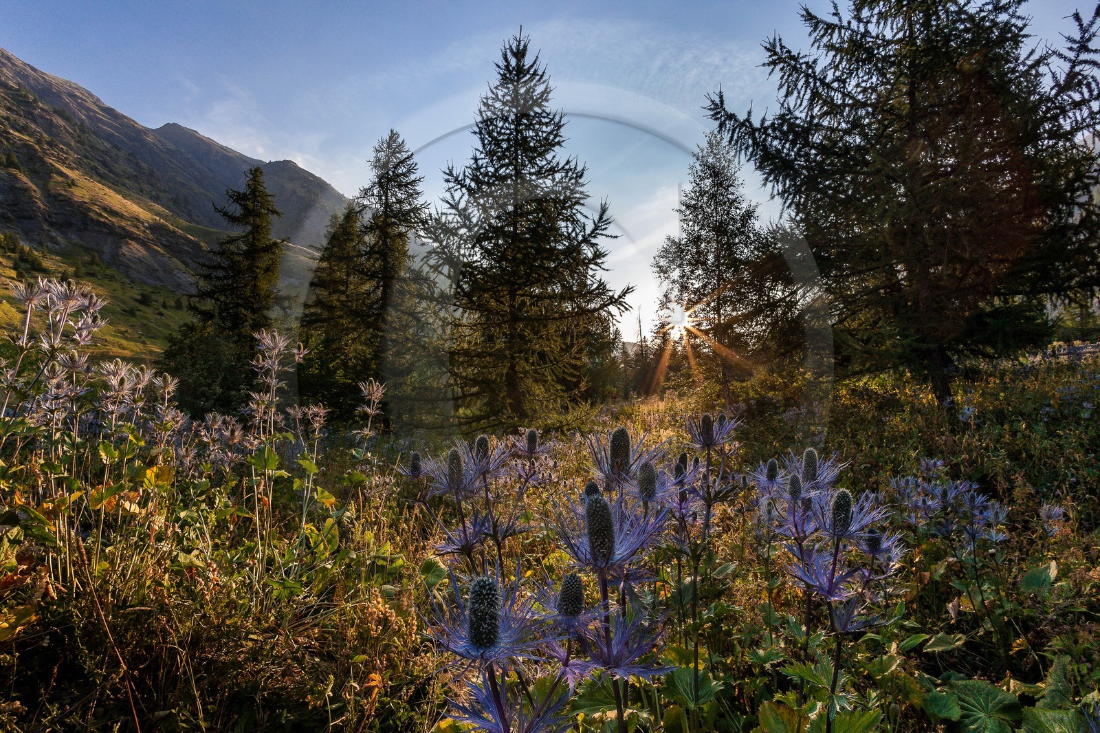 Chardon Bleu, Panicaut des Alpes, Eryngium alpinum Chardon Bleu, Panicaut des Alpes, Eryngium alpinum