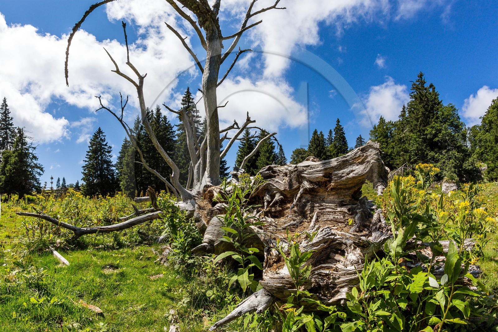 ENS de l'Isère, Plateau de la Molière et du Sornin