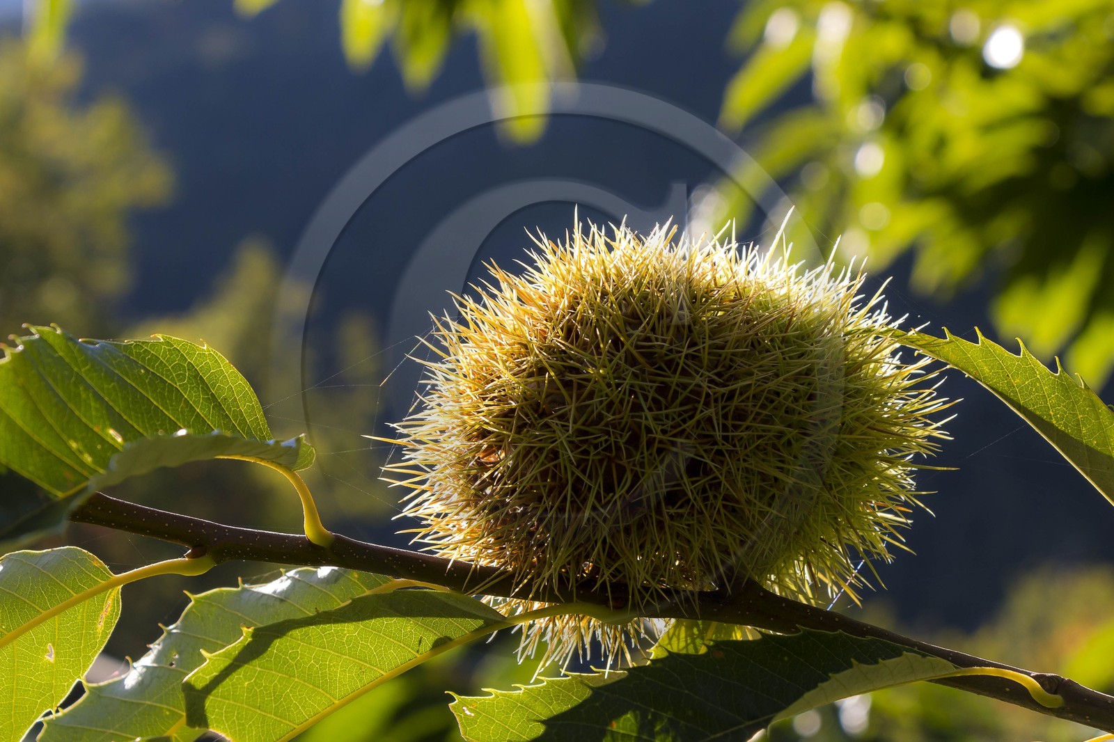 Valdeblore, Saint-Dalmas, chataigneraie de Monsieur Morino