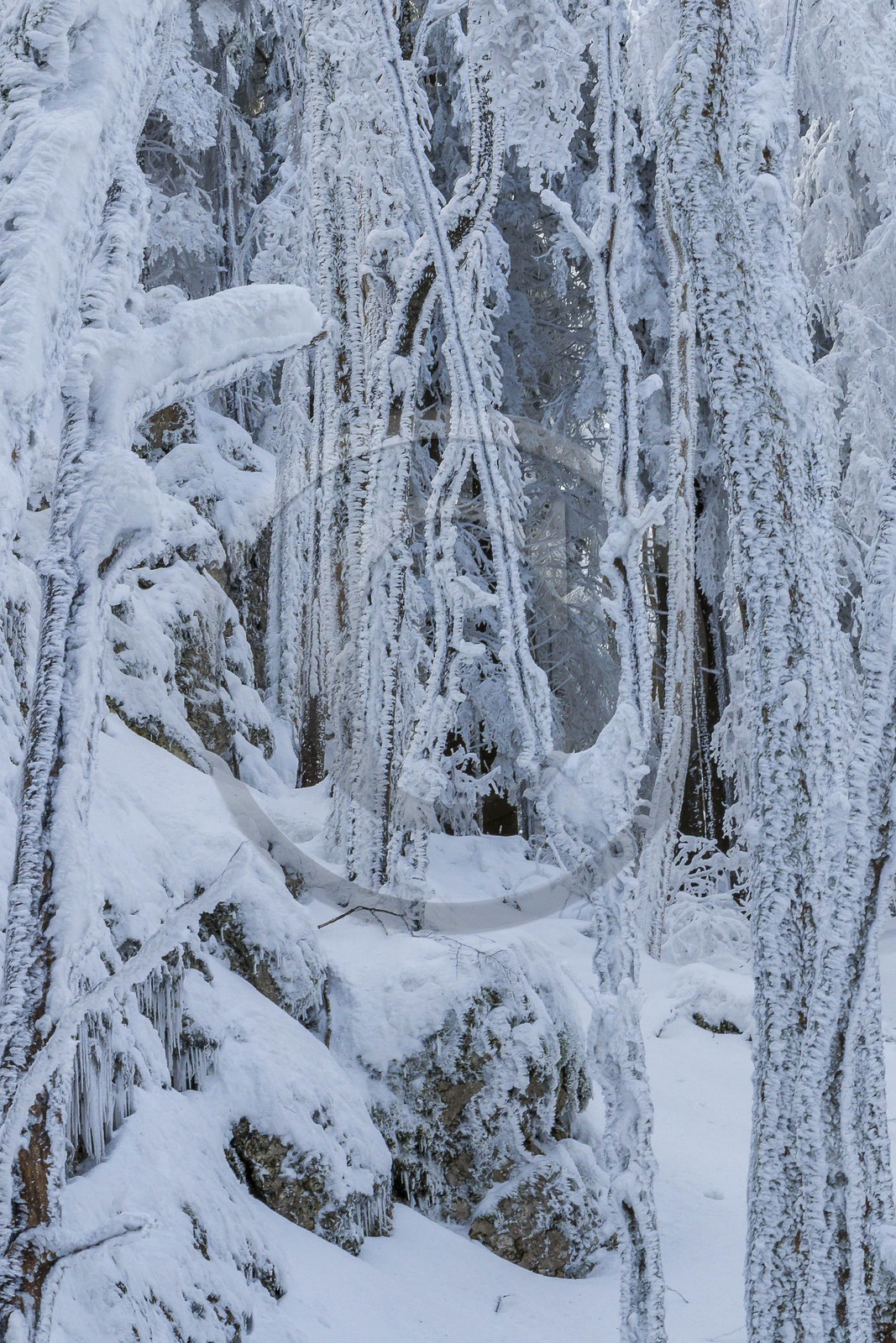 ENS de l'Isère, Les Ecouges ENS de l'Isère, Les Ecouges