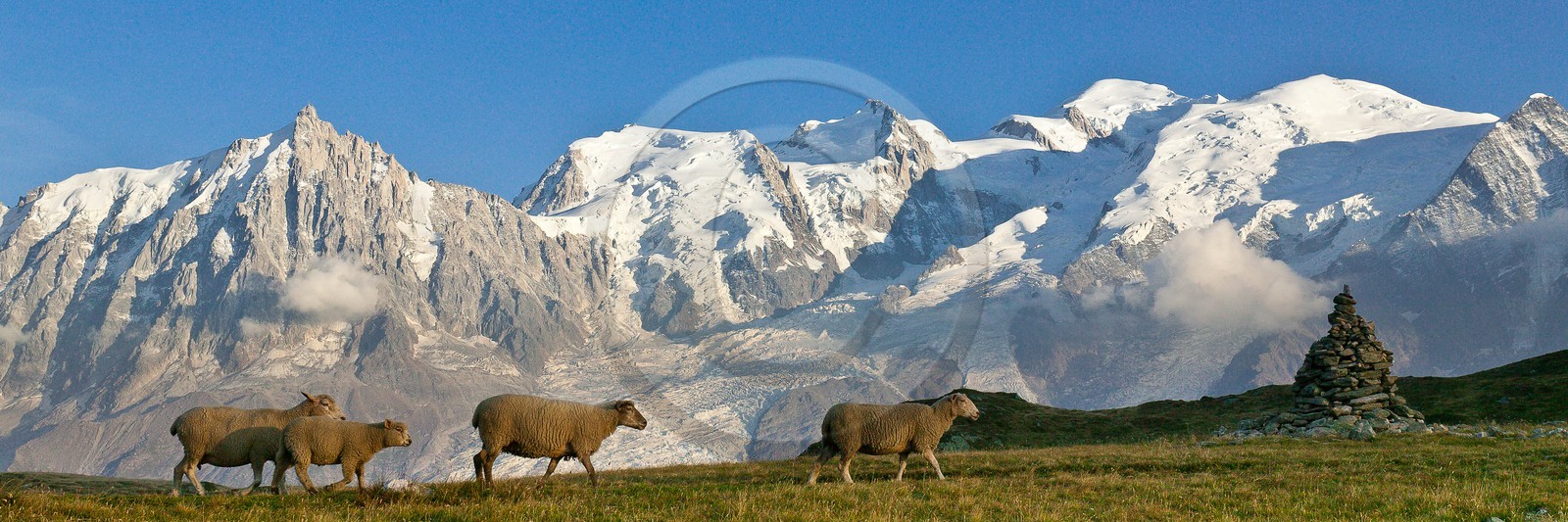 Réserve naturelle de Carlaveyron, troupeau de mouton au col de Bellachat et le Mont-Blanc