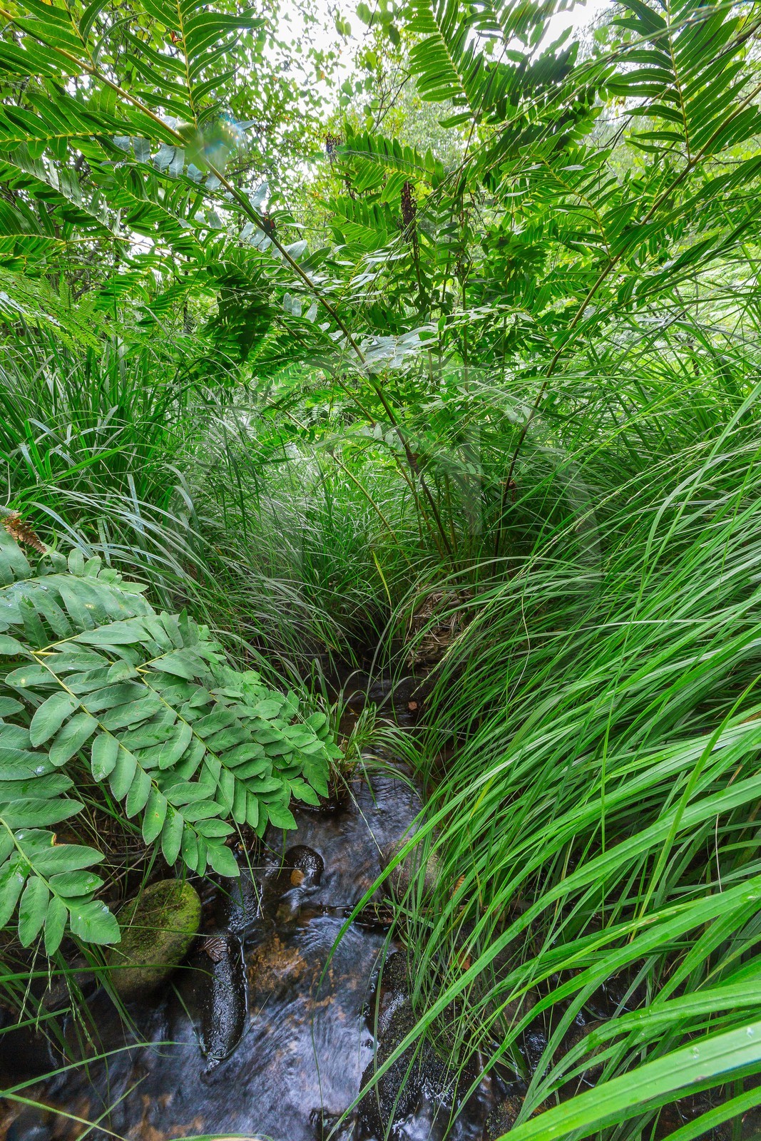 ENS de l'Isère, Tourbière des Planchettes, Osmonde royale (Osmunda regalis)