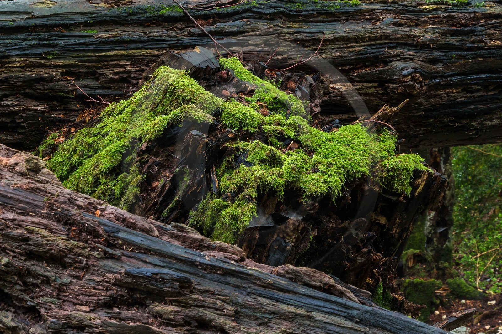 ENS de l'Isère, Les Ecouges