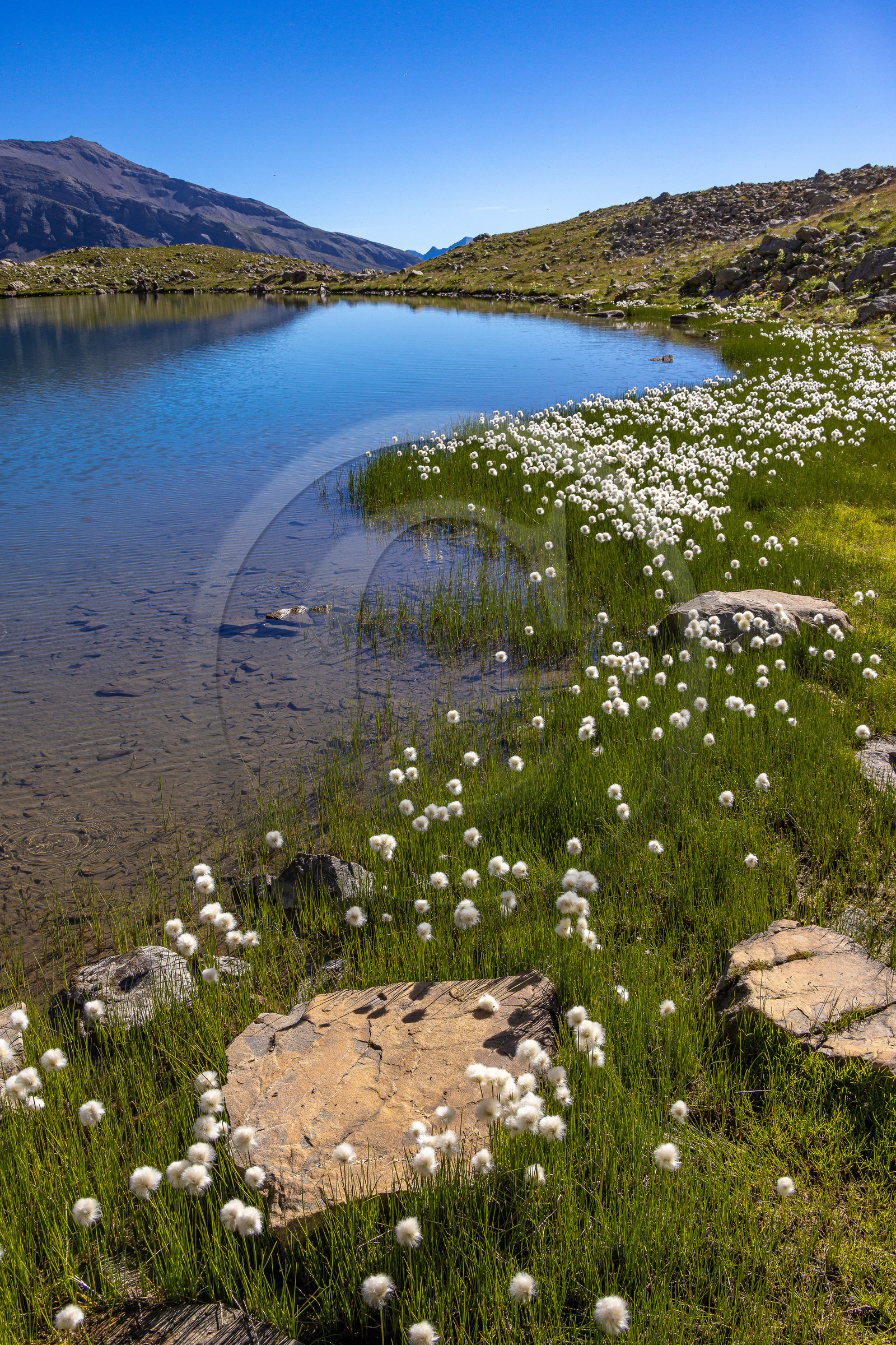 Lac Palluel