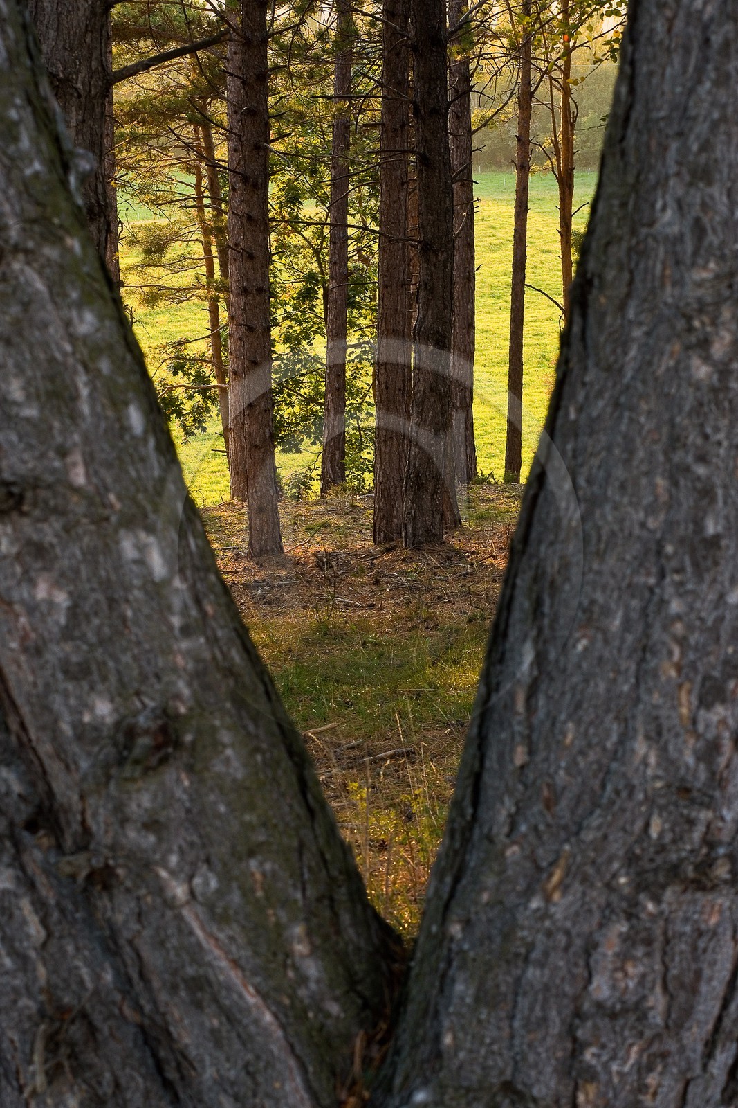 Forêt du Sapet