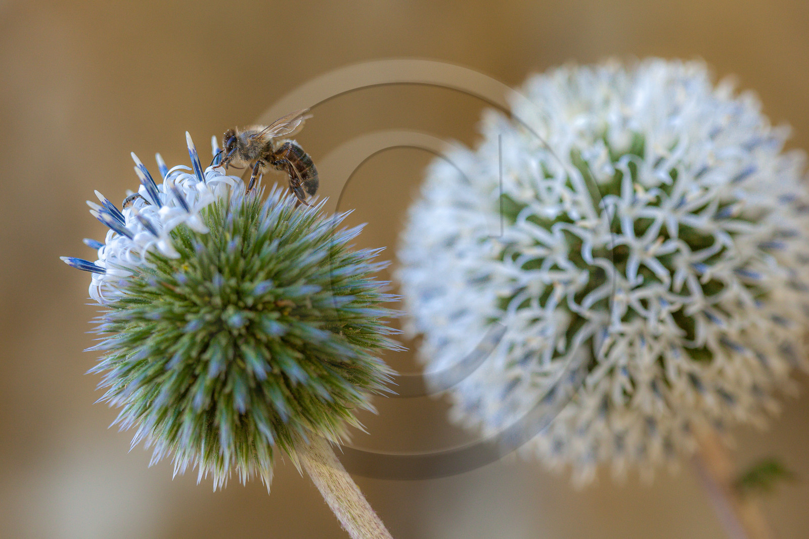 Abeille sur Echinops Abeille sur Echinops