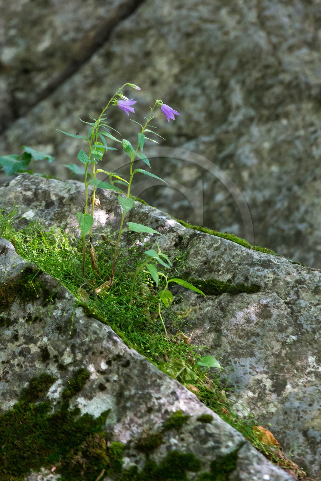 Alpes de Haute-Provence, hêtraie de Pontis
