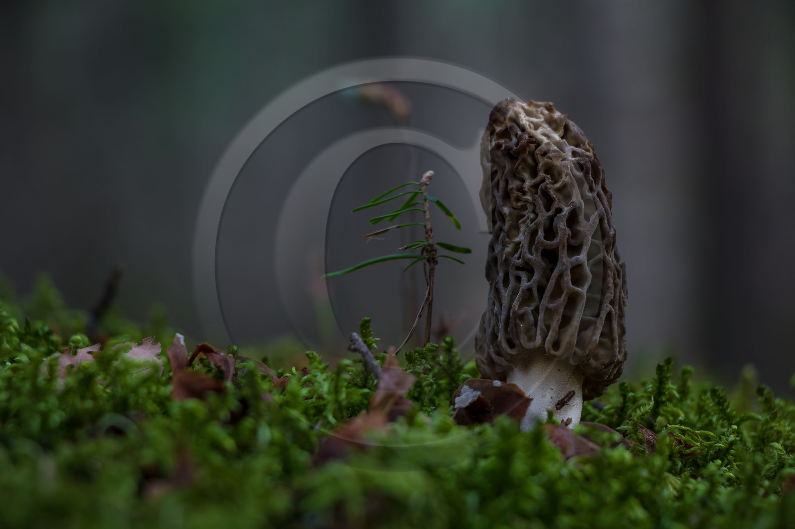 Morille, Morchella