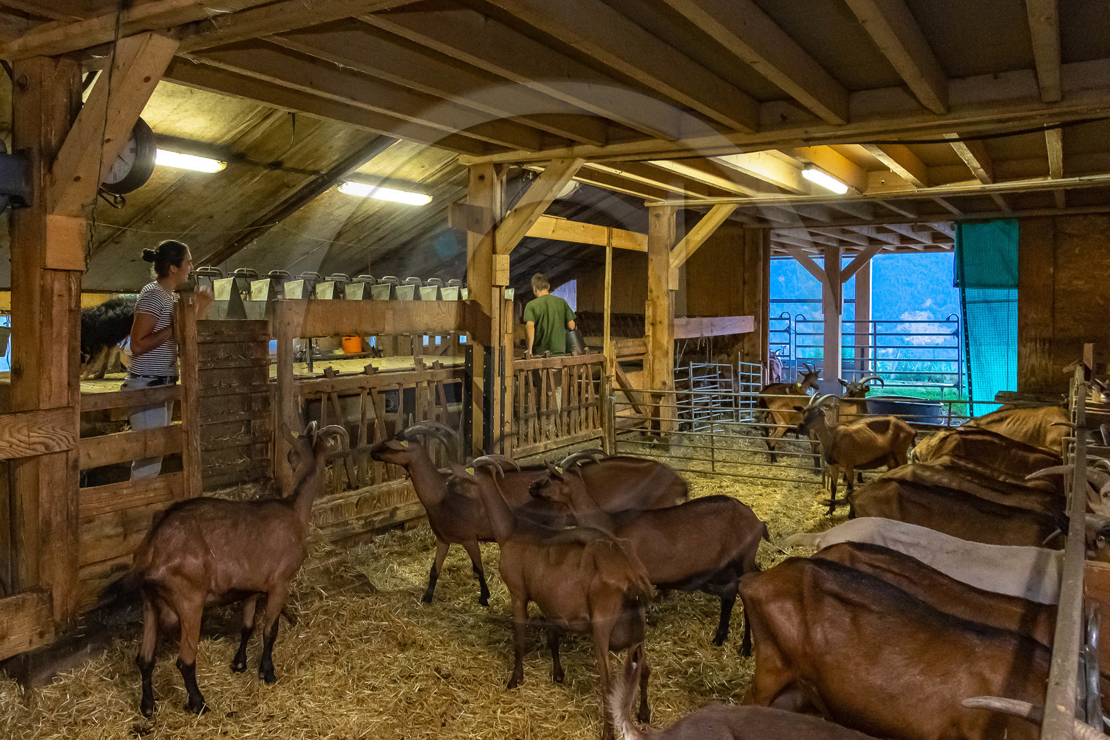 Ferme du Bayle, traite des chèvres