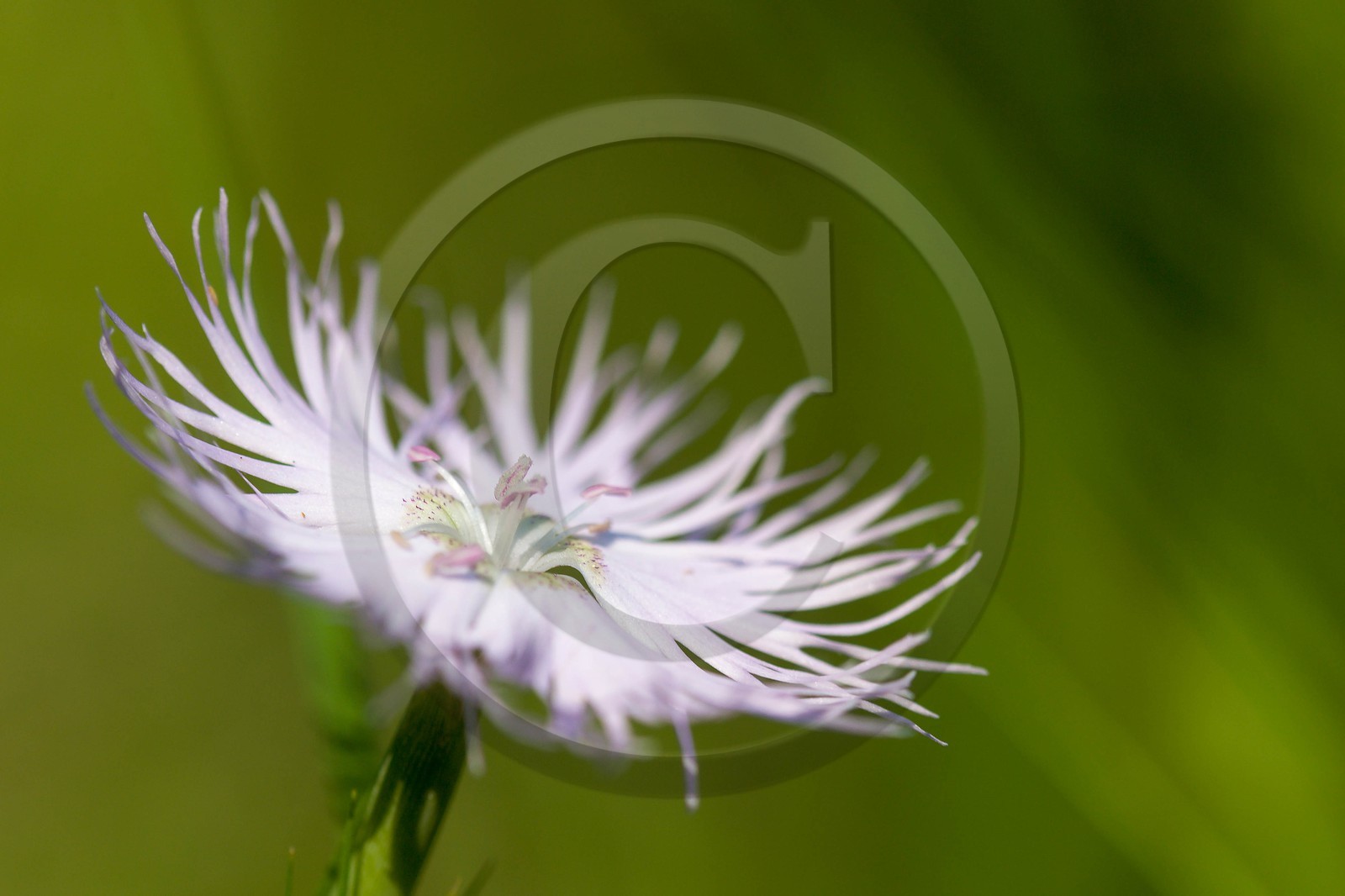 Œillet de Montpellier, Dianthus hyssopifolius Œillet de Montpellier, Dianthus hyssopifolius