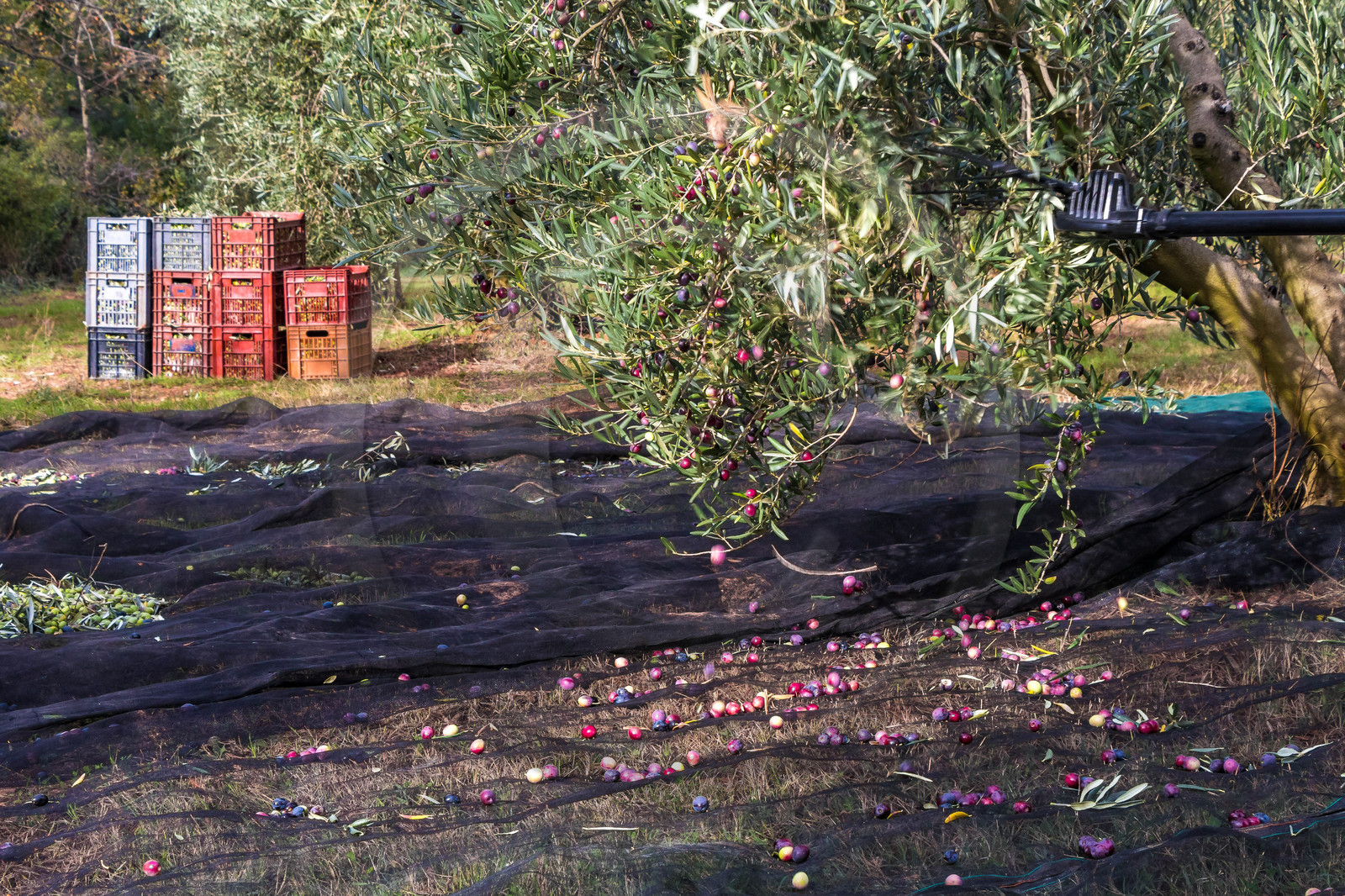 Le verger des Baux, Olivier Roman