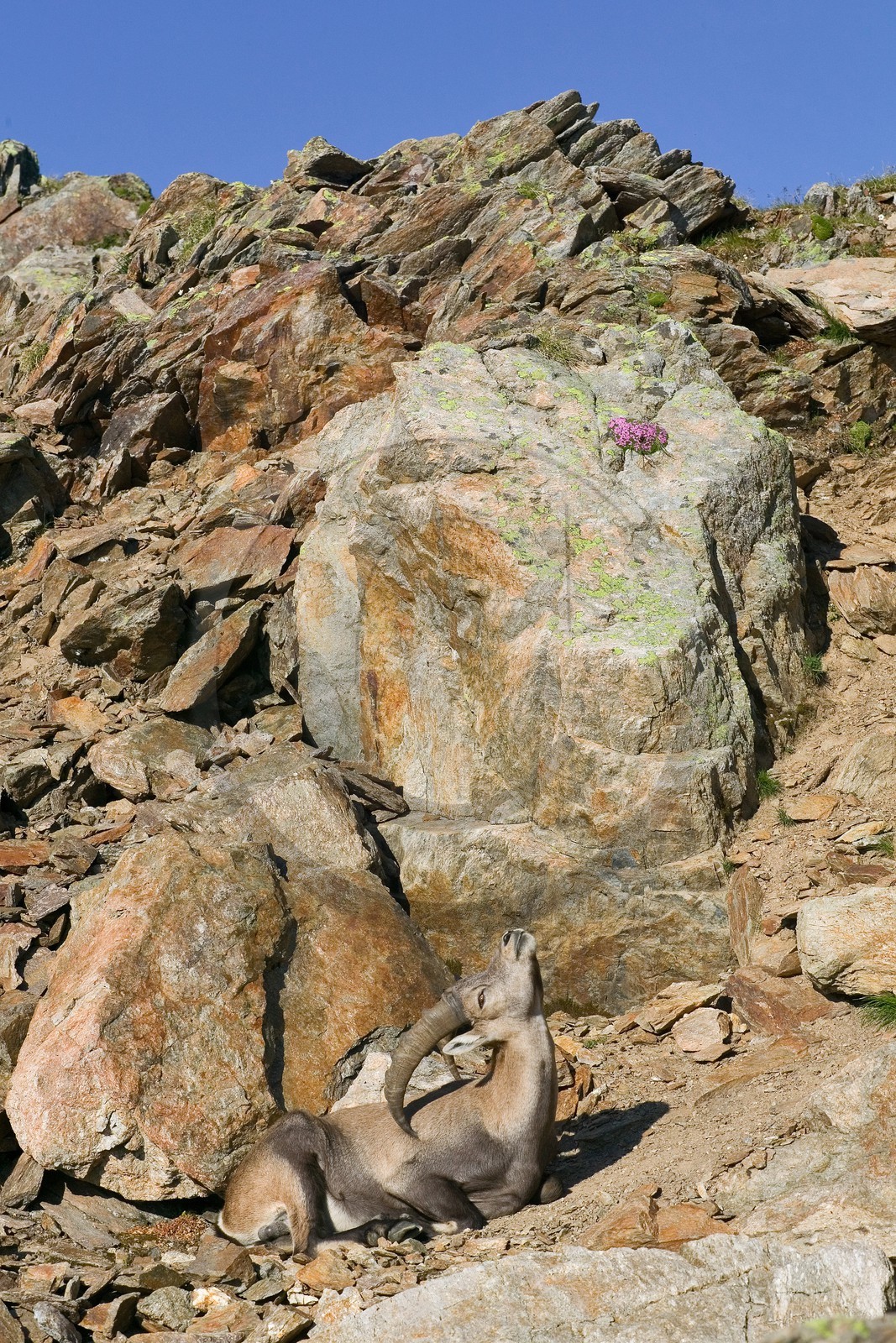 Bouquetin, ou bouquetin des Alpes (Capra ibex)  -