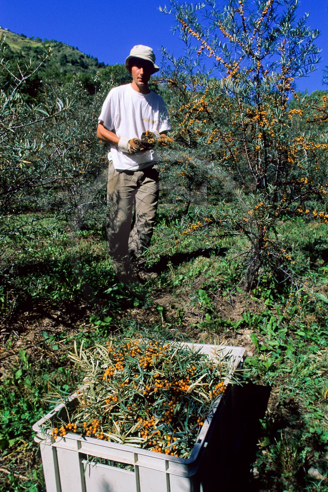 Cueillette de l'argousier