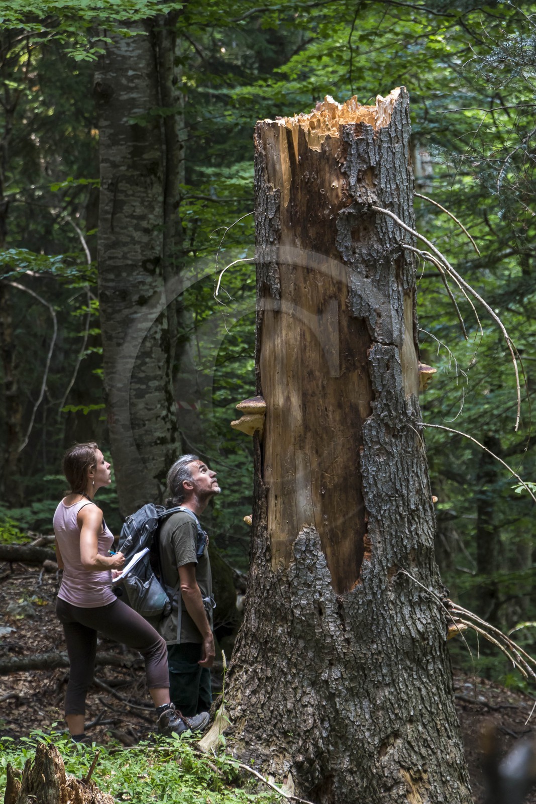 Bois du Chapitre, forêt domaniale de Gap-Chaudun