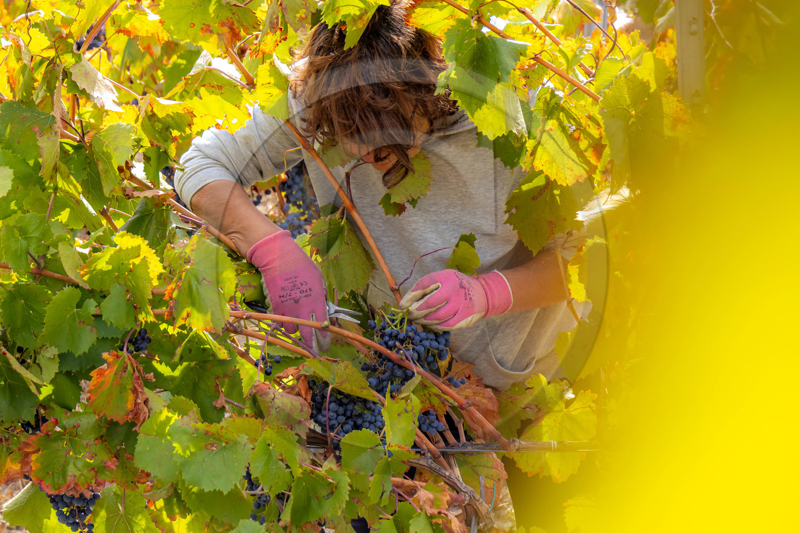 Domaine du Mont Guillaume