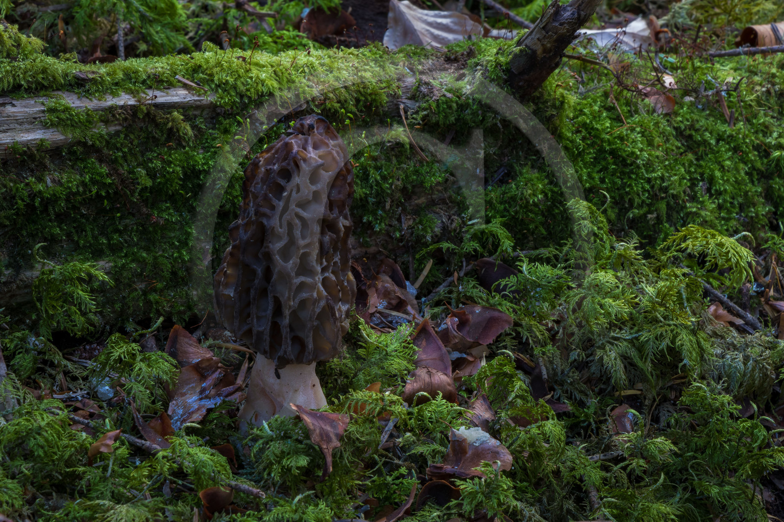 Morille, Morchella
