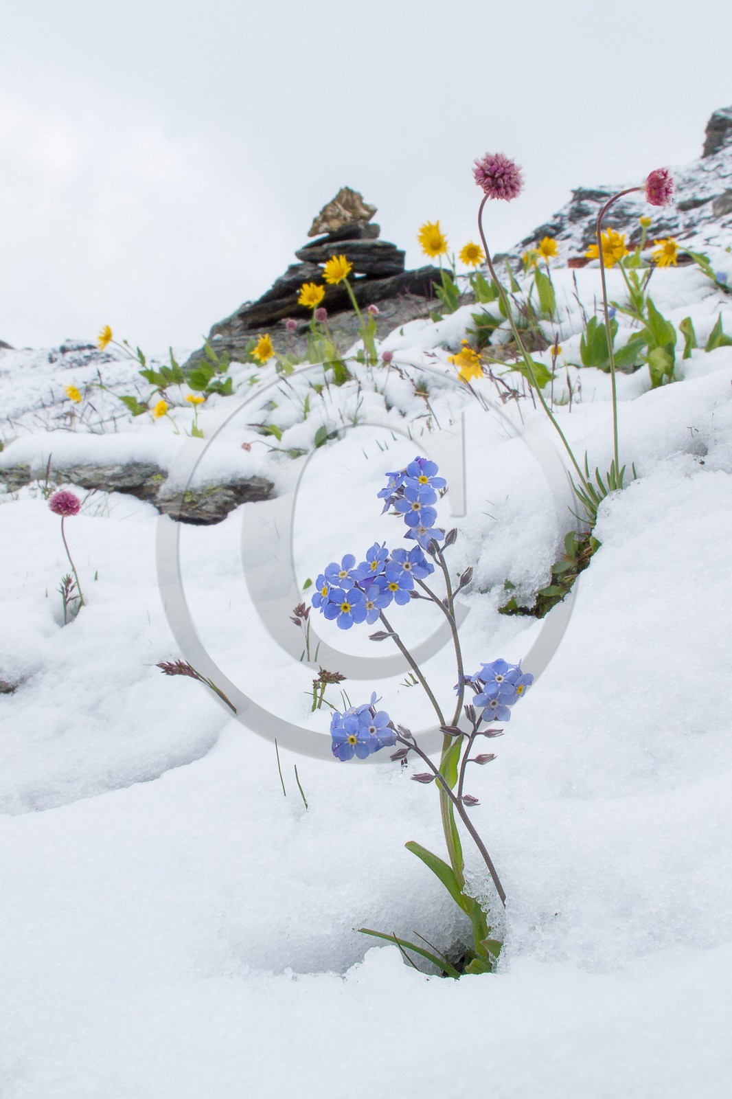 Myosotis