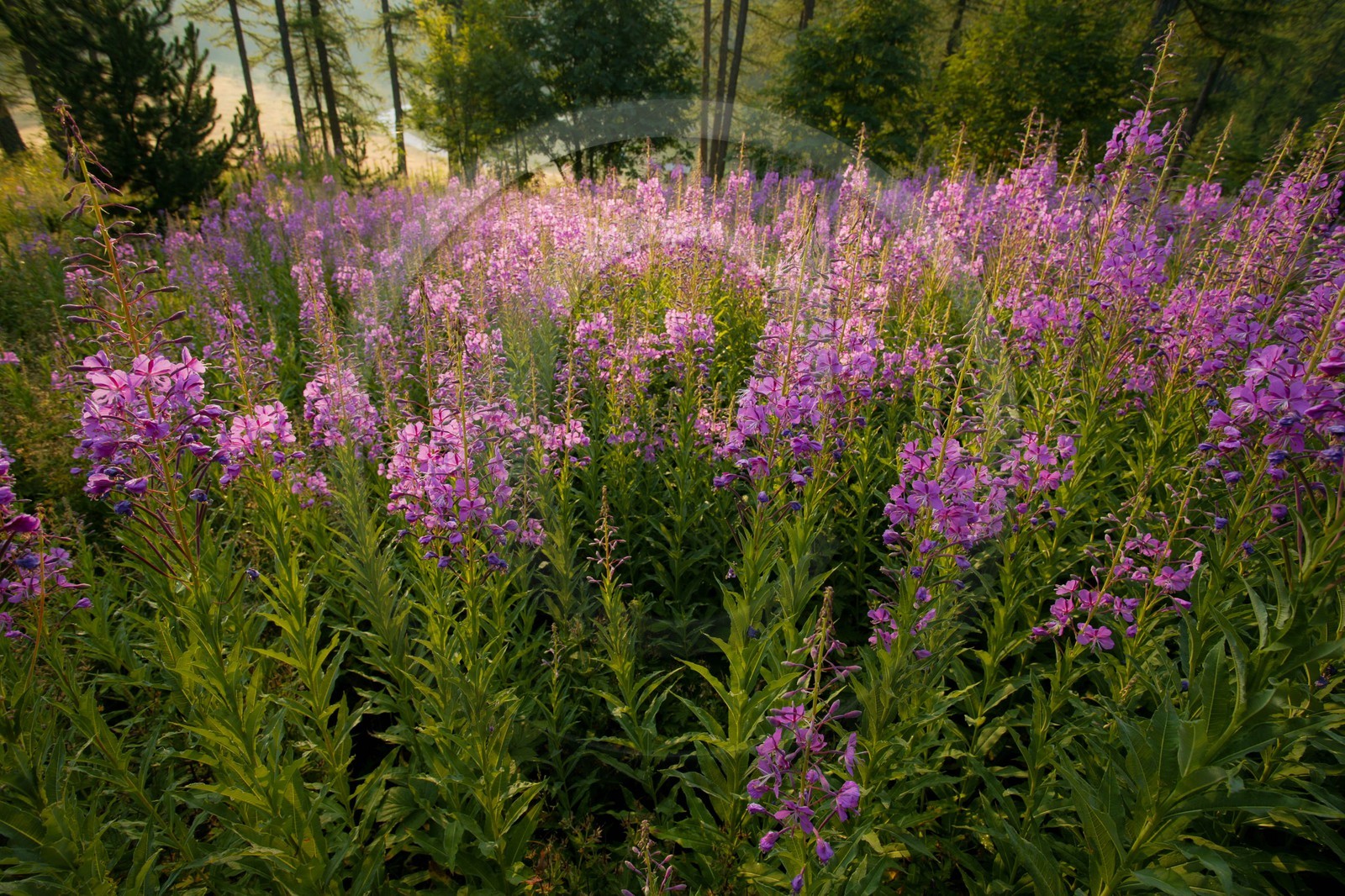 Épilobe en épi ou Laurier de Saint-Antoine, Chamerion angustifolium Épilobe en épi ou Laurier de Saint-Antoine, Chamerion angustifolium