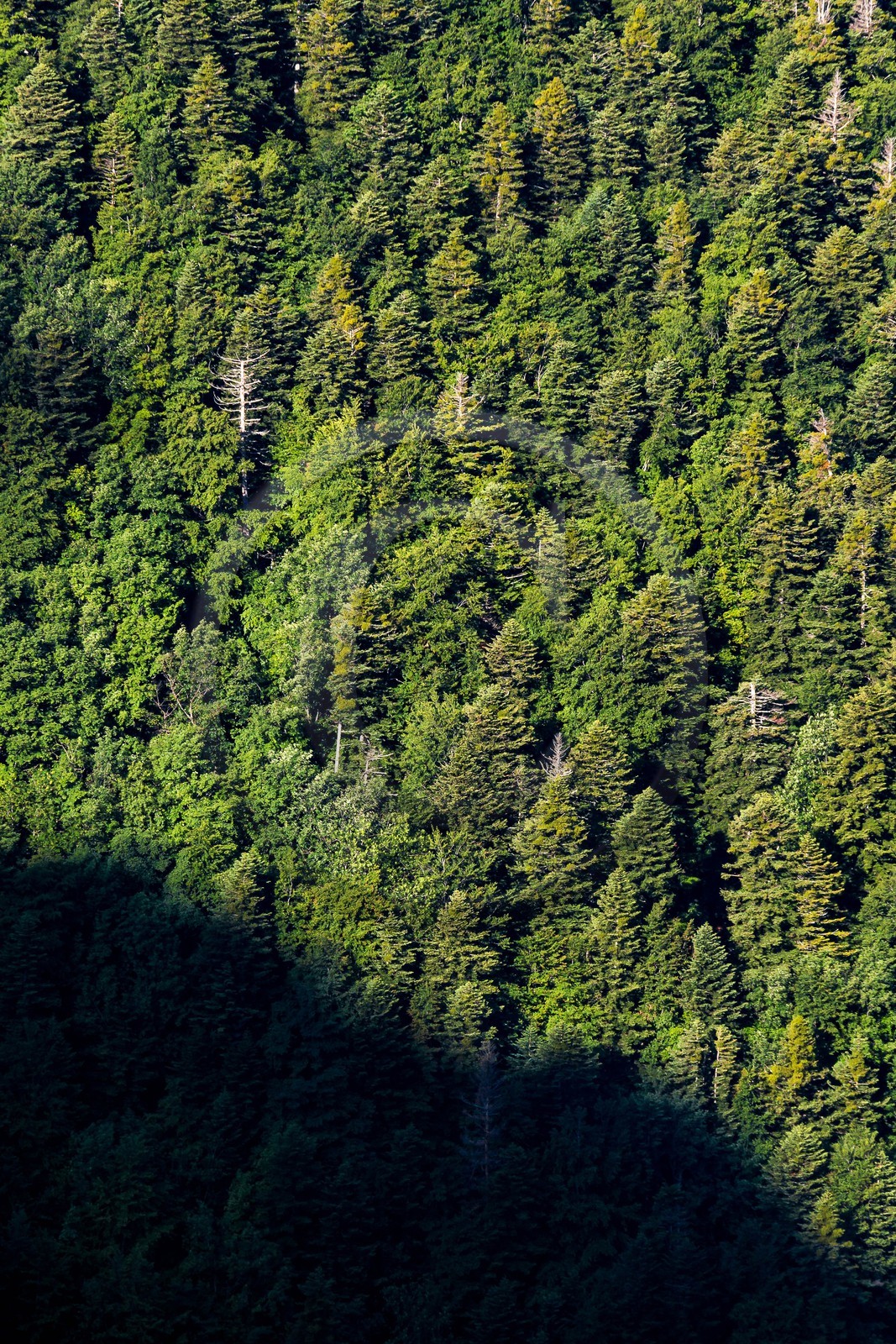 Bois du Chapitre, forêt domaniale de Gap-Chaudun