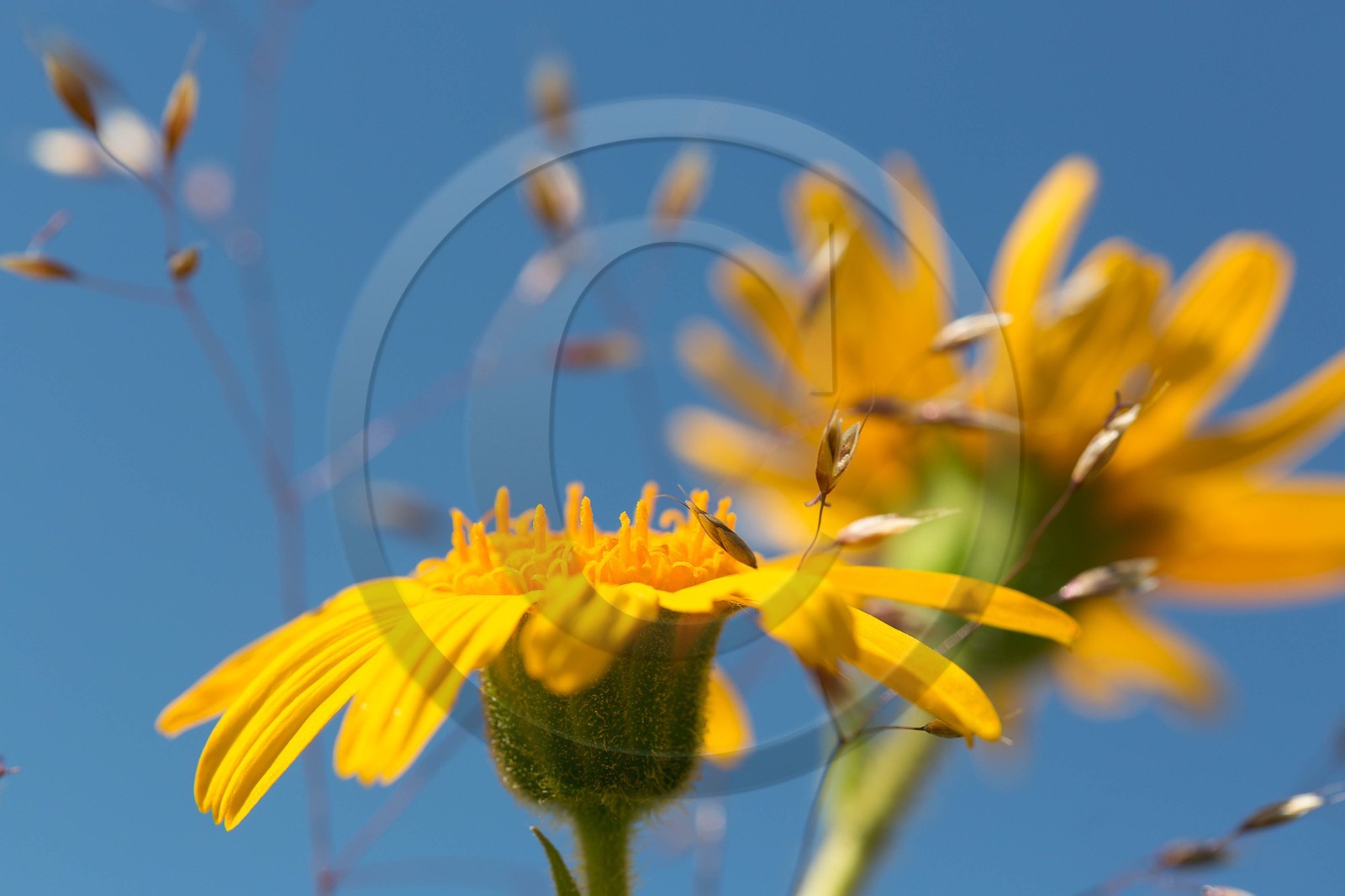 Arnica des montagnes, Arnica montana
