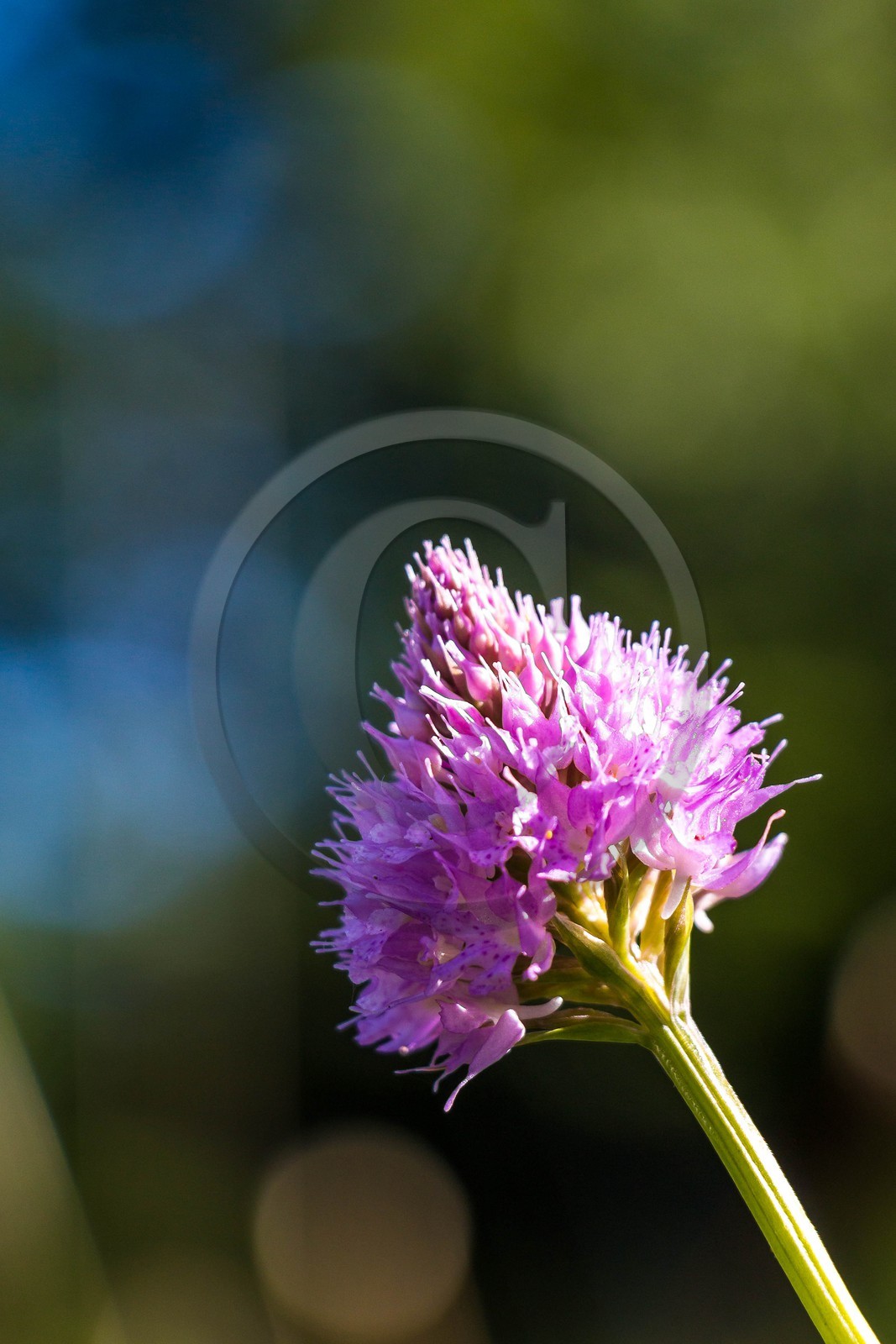 Bois du Chapitre, forêt domaniale de Gap-Chaudun