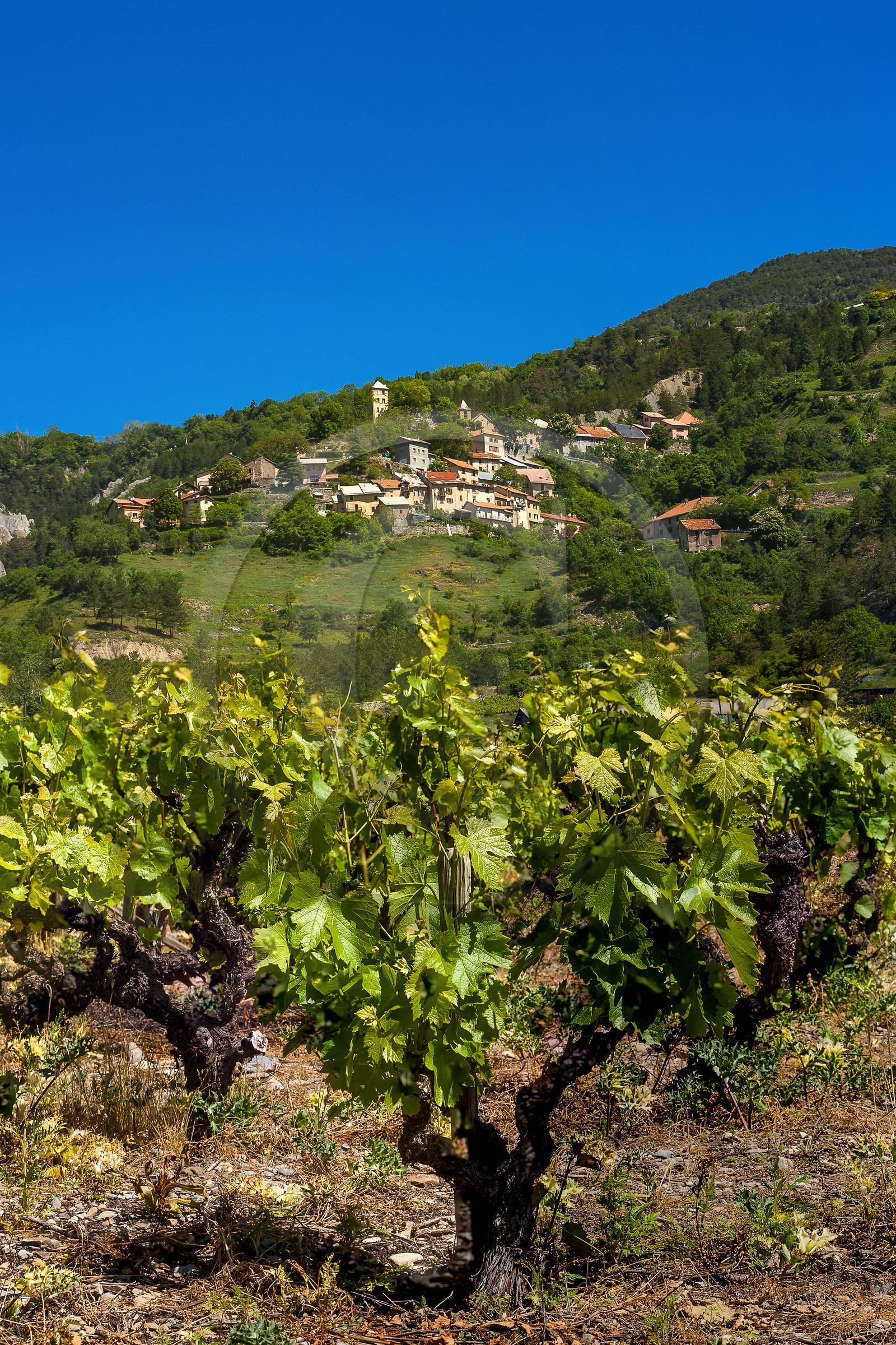 Théüs, vignoble des vins Allemand