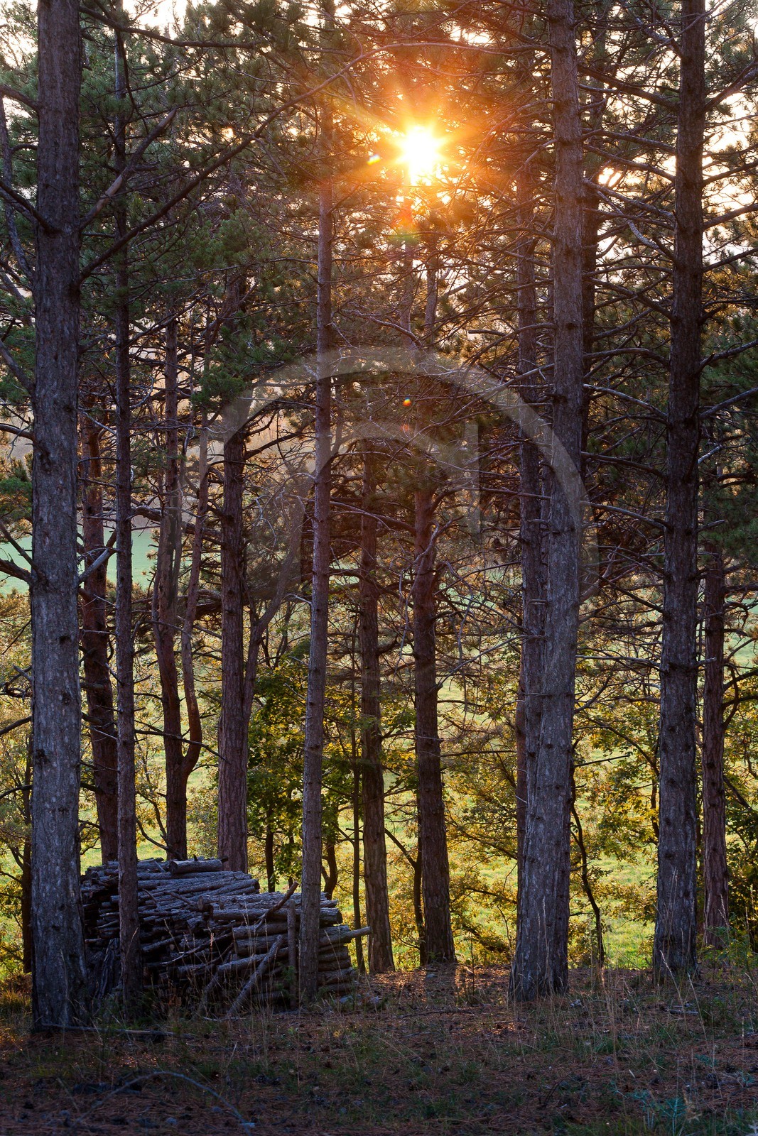 Forêt du Sapet