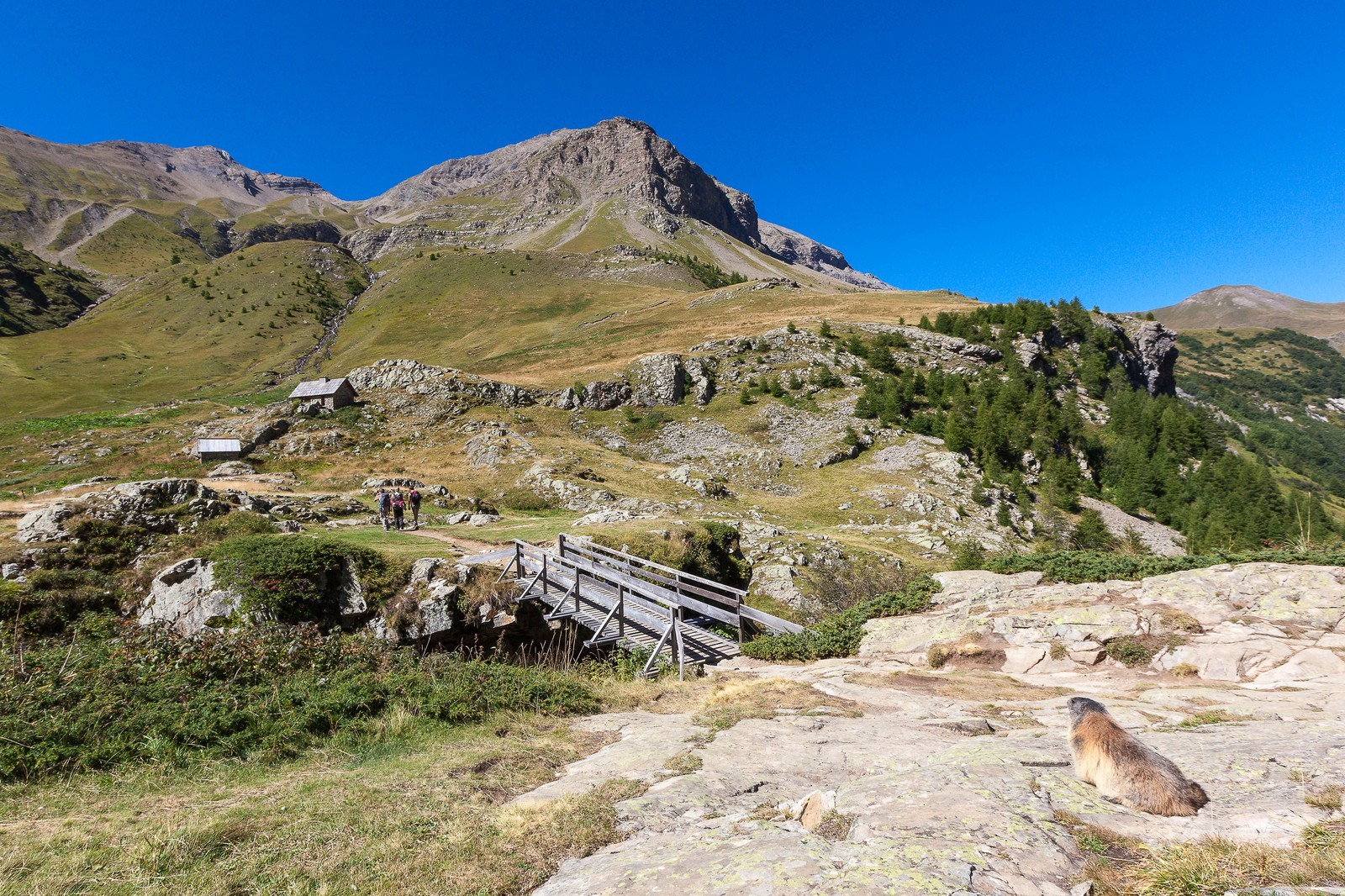 Randonnée vers le Saut du Laire, marmotte