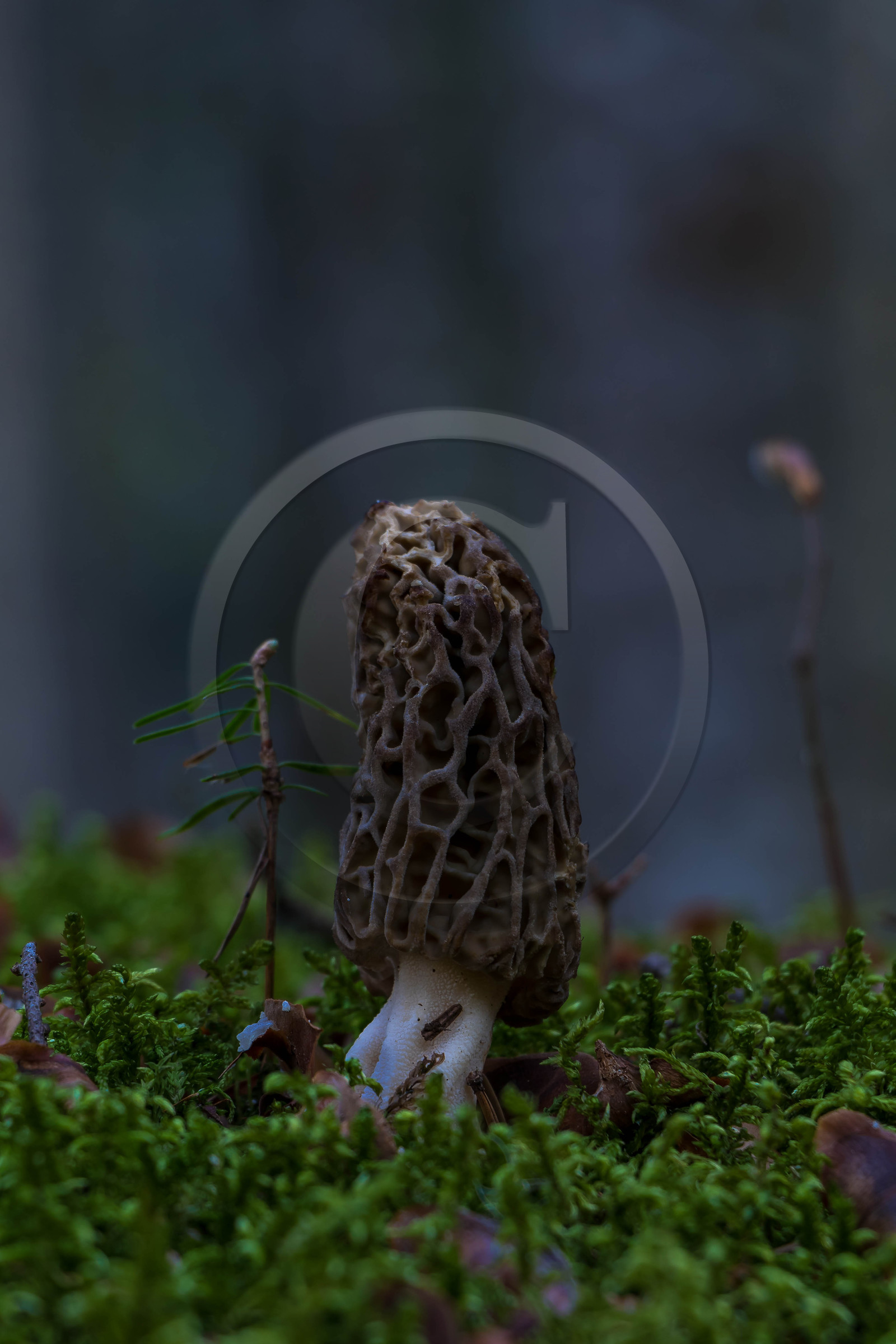 Morille, Morchella