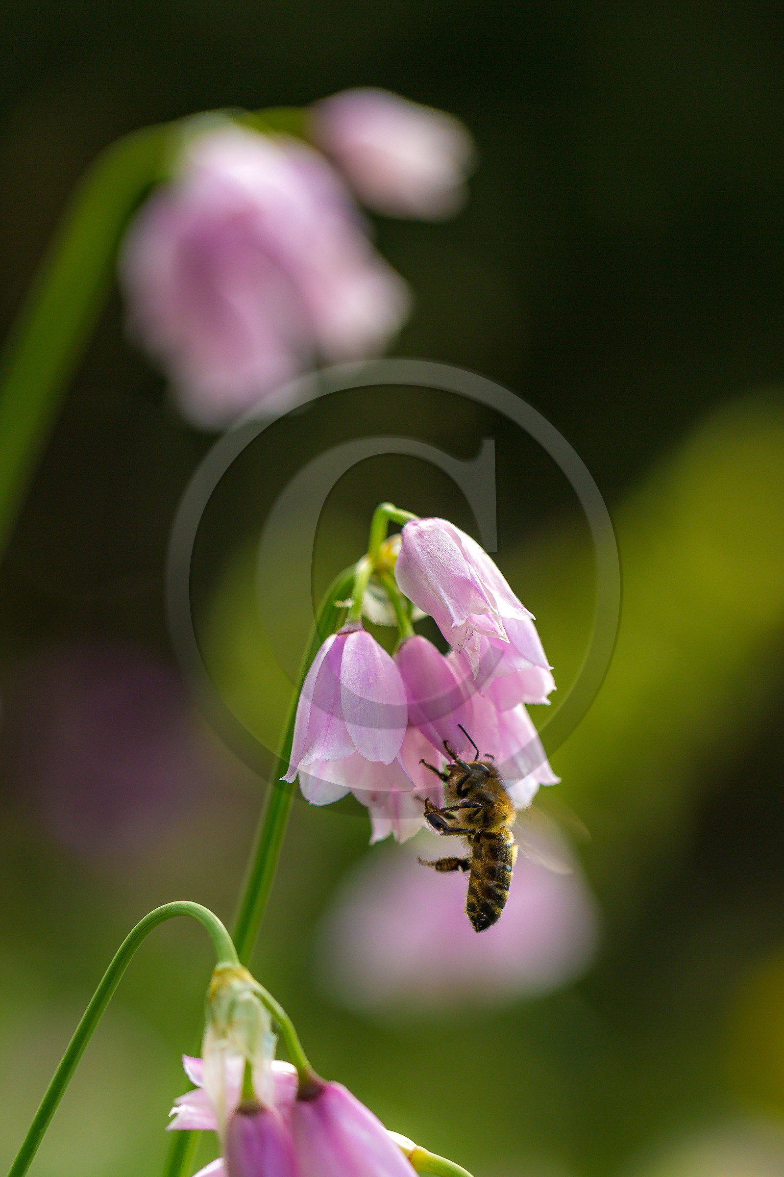 Ail à fleur de narcisse,, abeille Ail à fleur de narcisse,, abeille