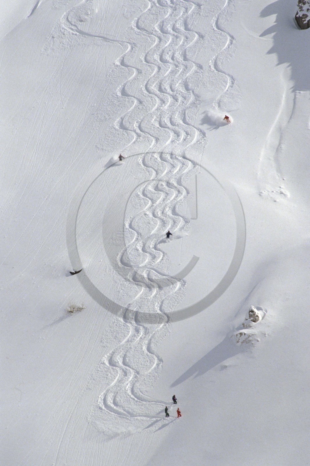 Ski poudreuse