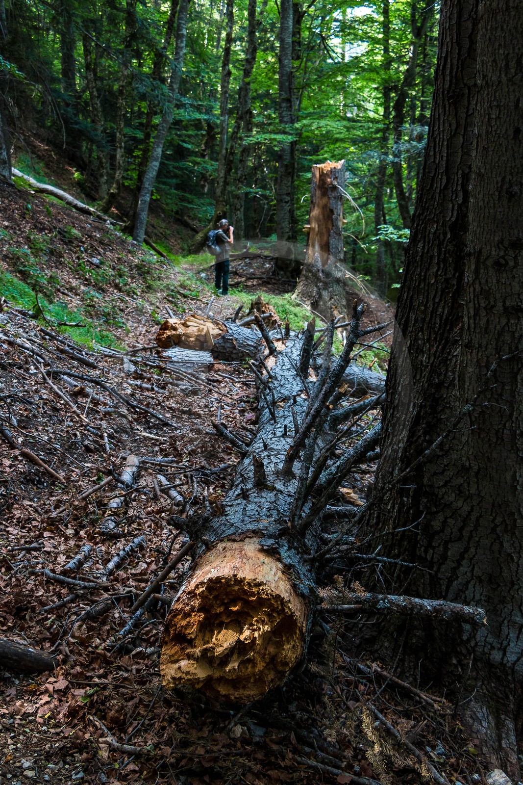 Bois du Chapitre, forêt domaniale de Gap-Chaudun