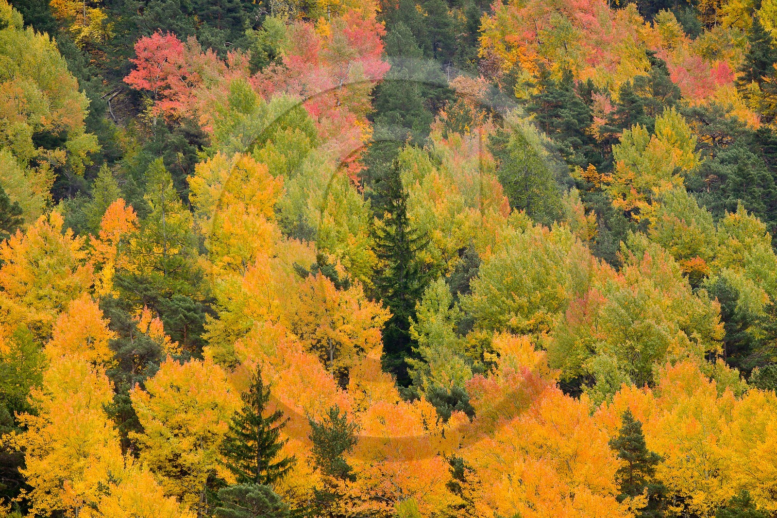 Forêt automne