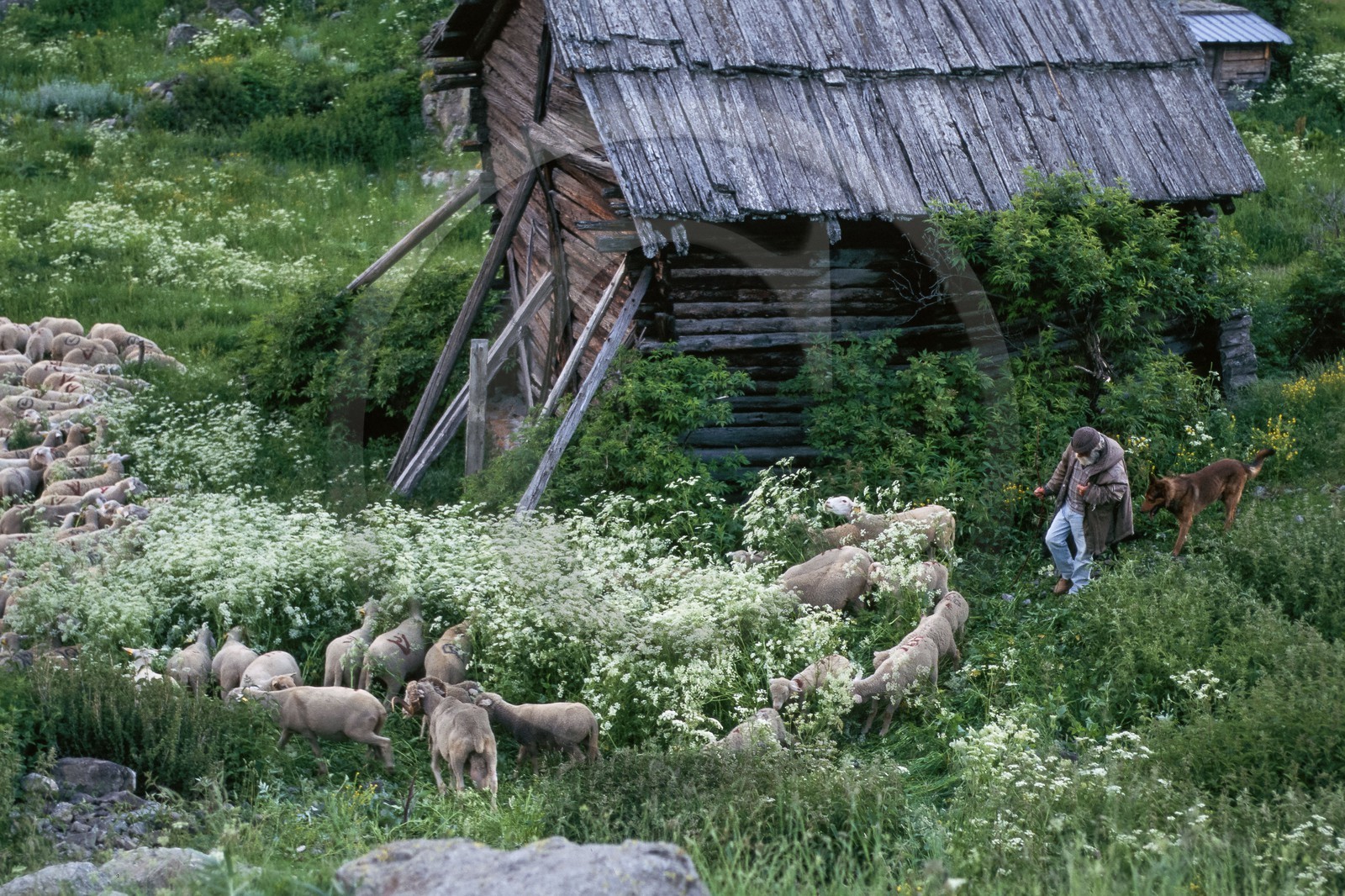 Bergers de la Vallée de la Clarée